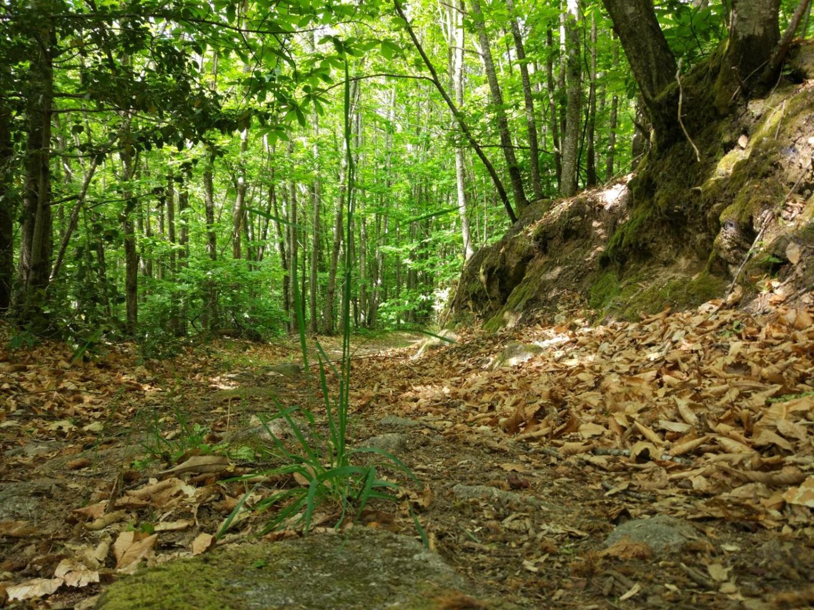 Photo 41