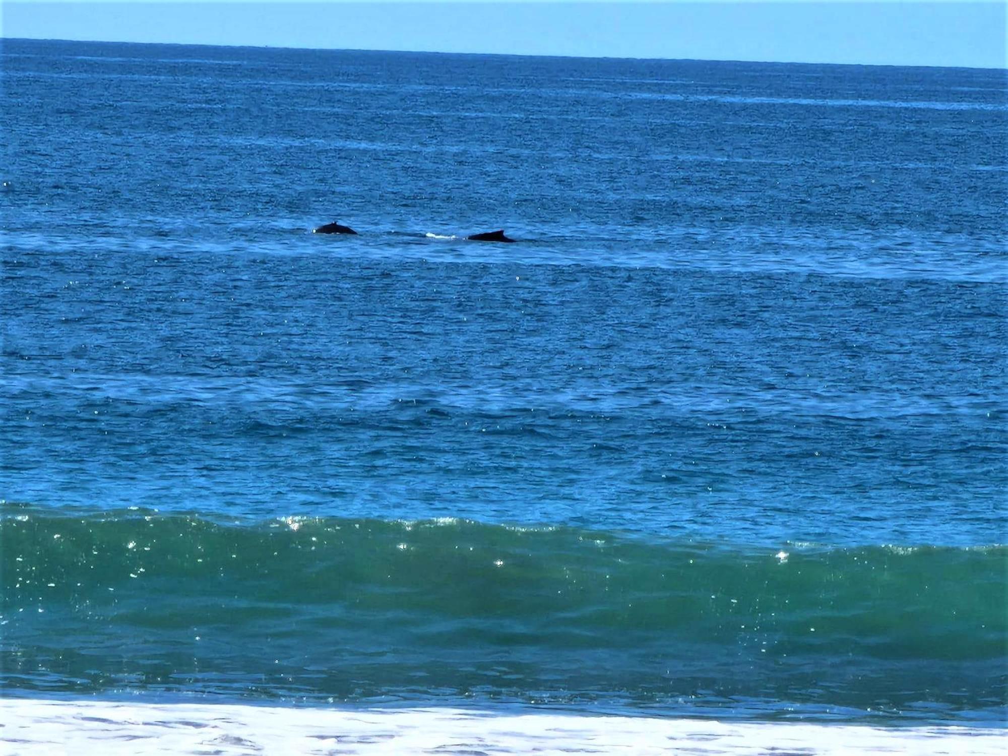 Modern beachfront condo perfect for the digital nomad in vibrant central Jacó