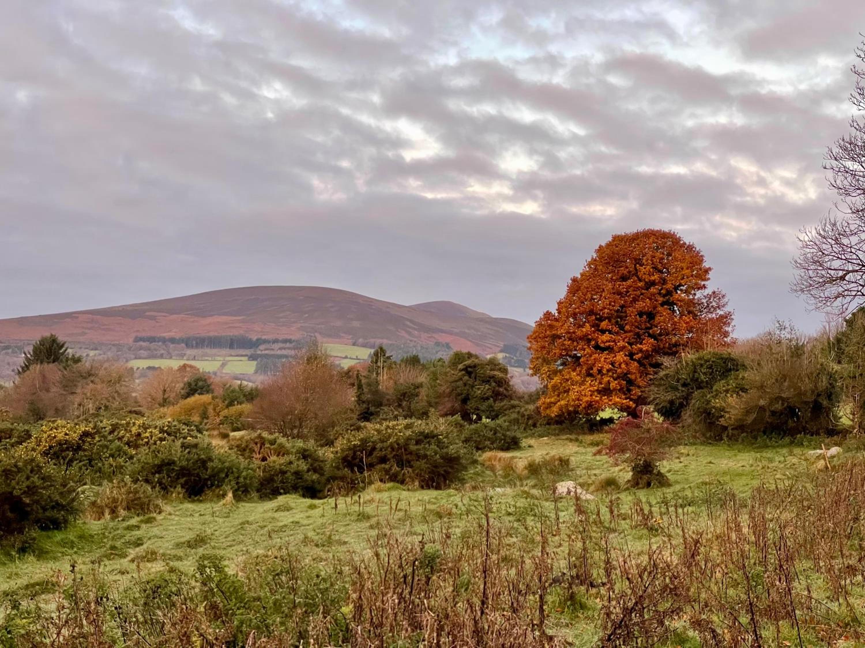 Tranquil Tigín - your Little Holiday in Wicklow view 3