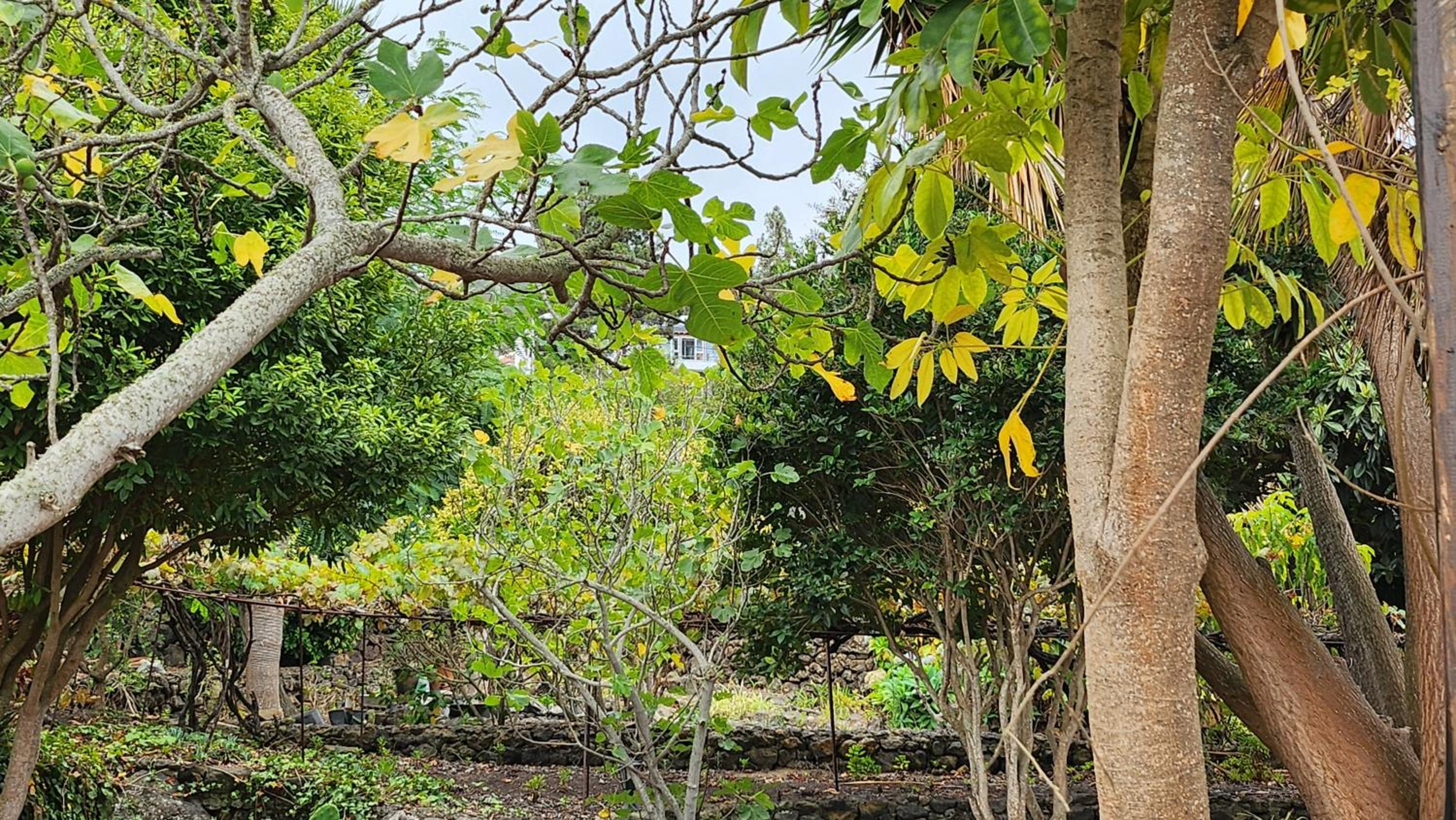 Oasis Hill Botanical Garden