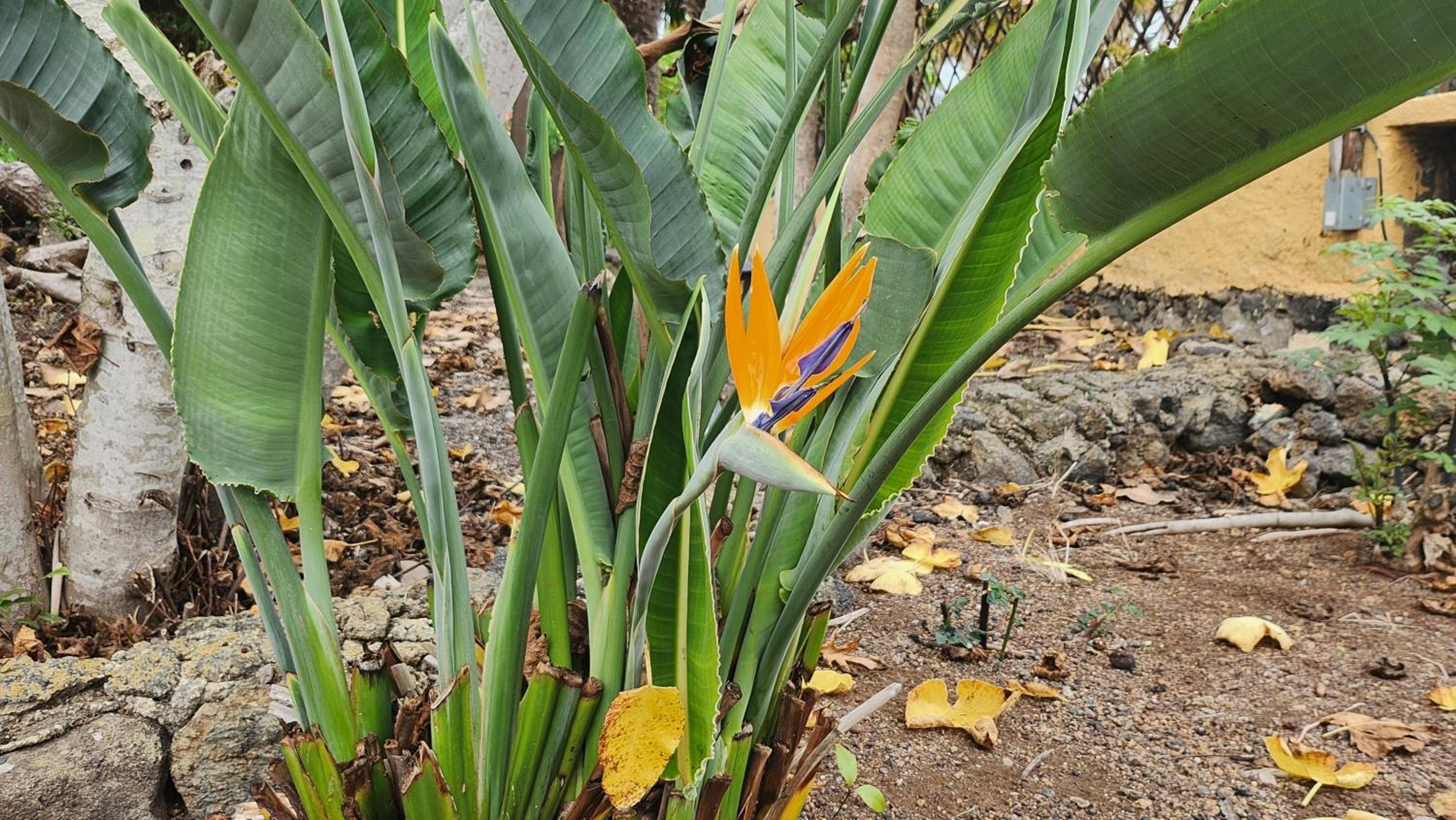 Oasis Hill Botanical Garden