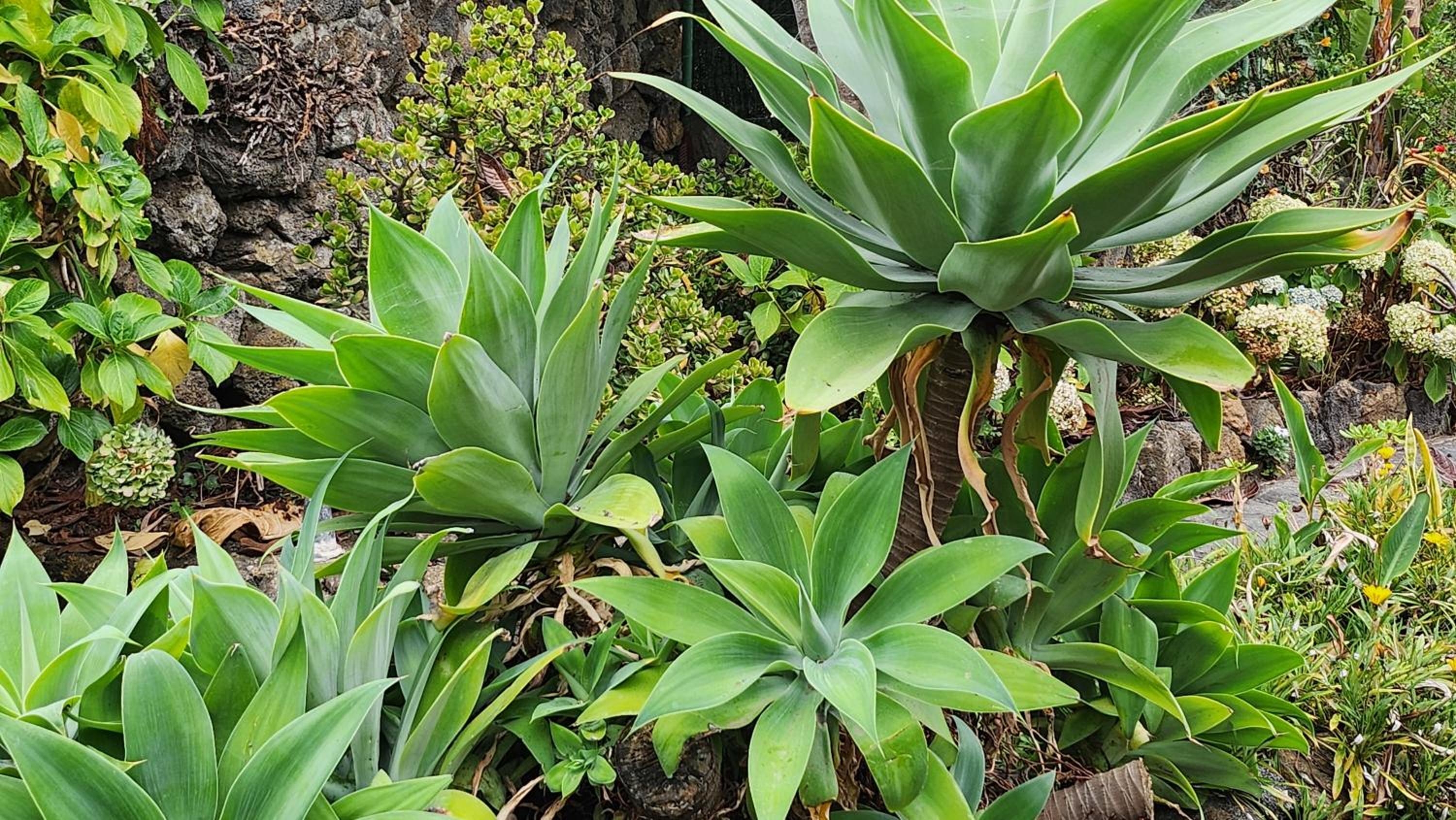 Oasis Hill Botanical Garden