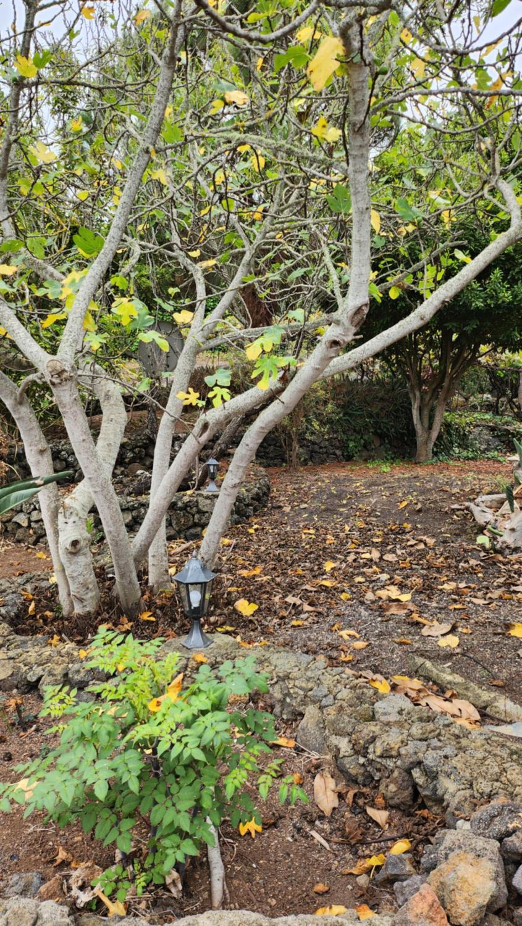 Oasis Hill Botanical Garden
