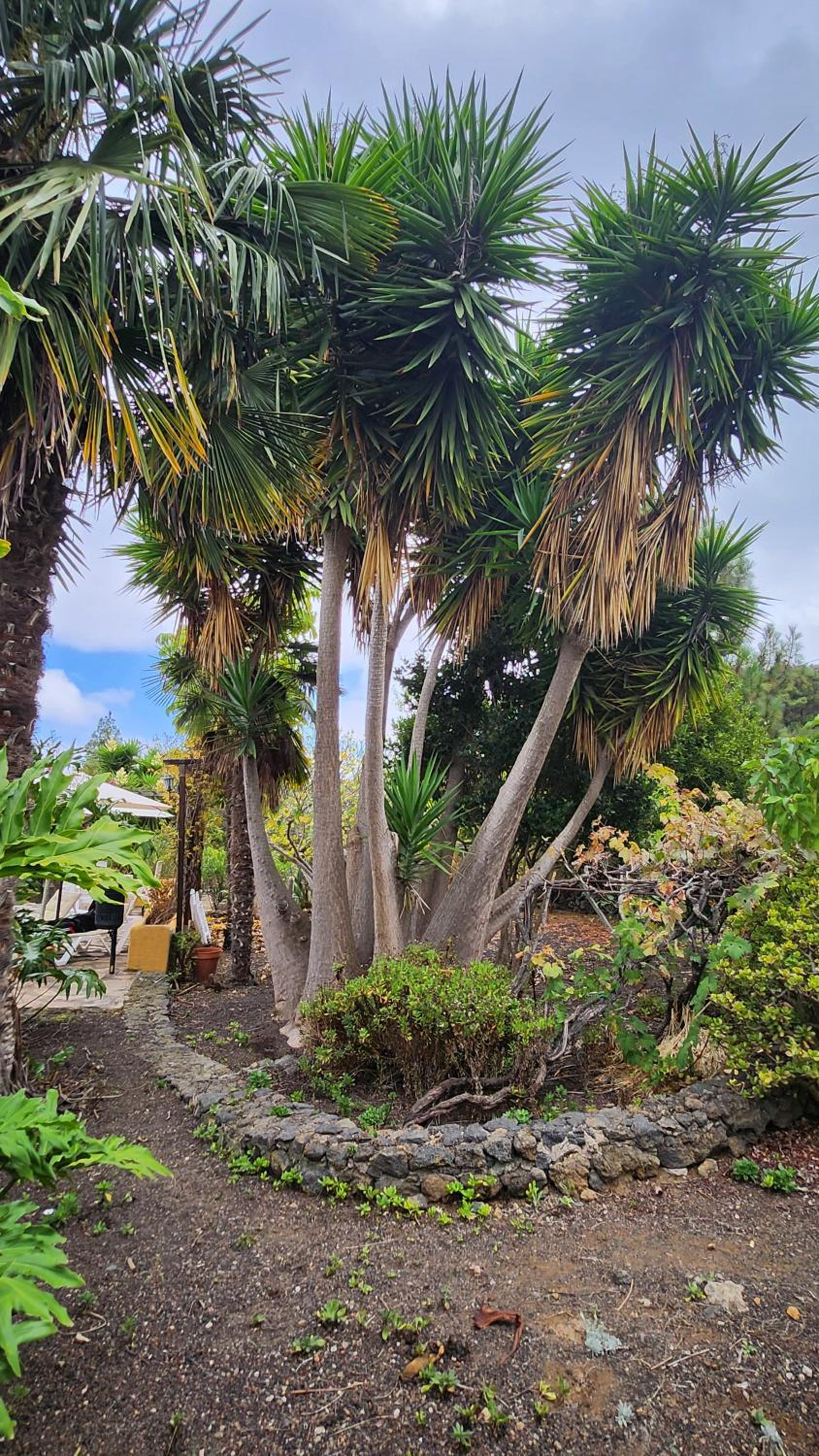 Oasis Hill Botanical Garden