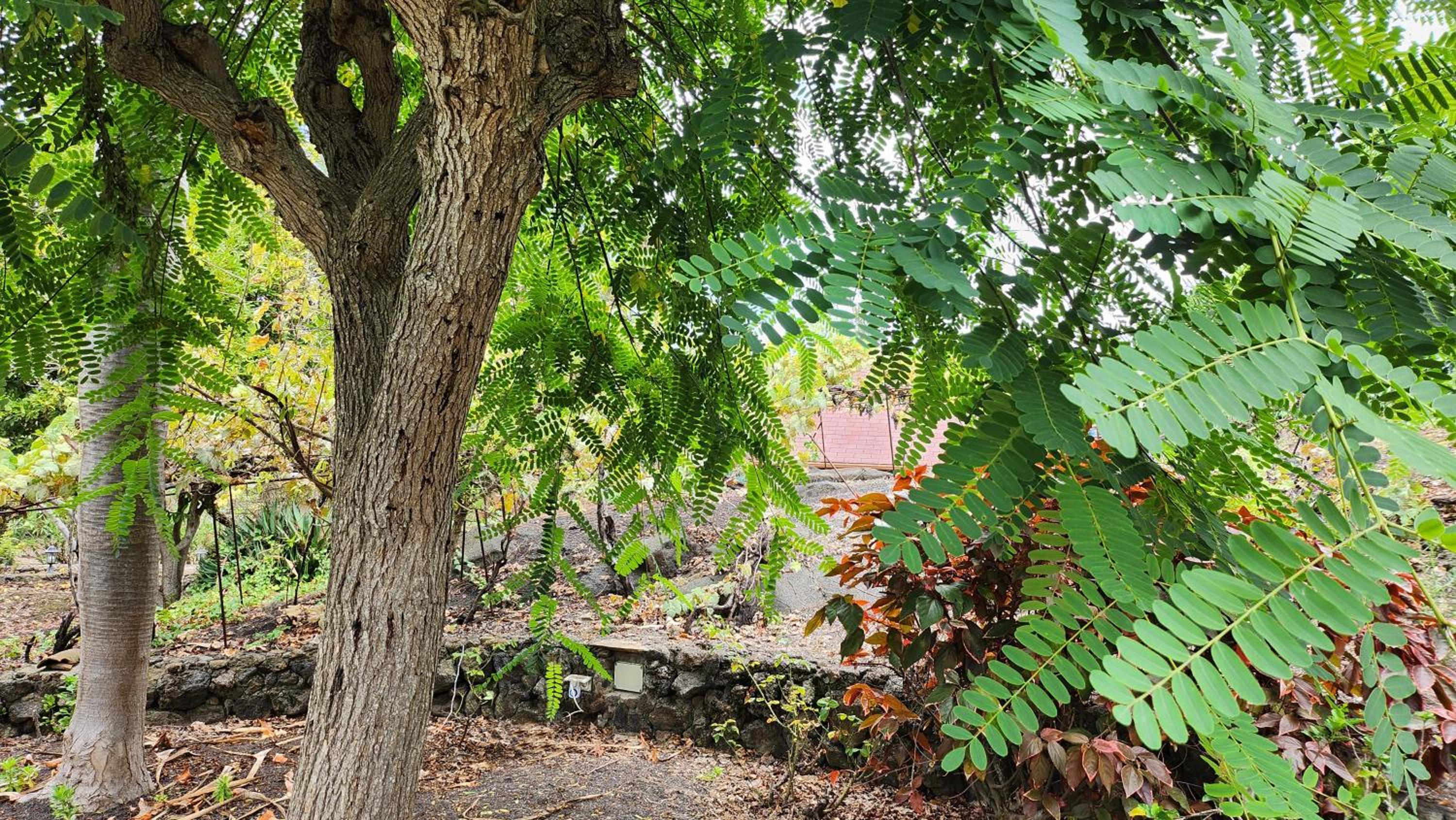 Oasis Hill Botanical Garden