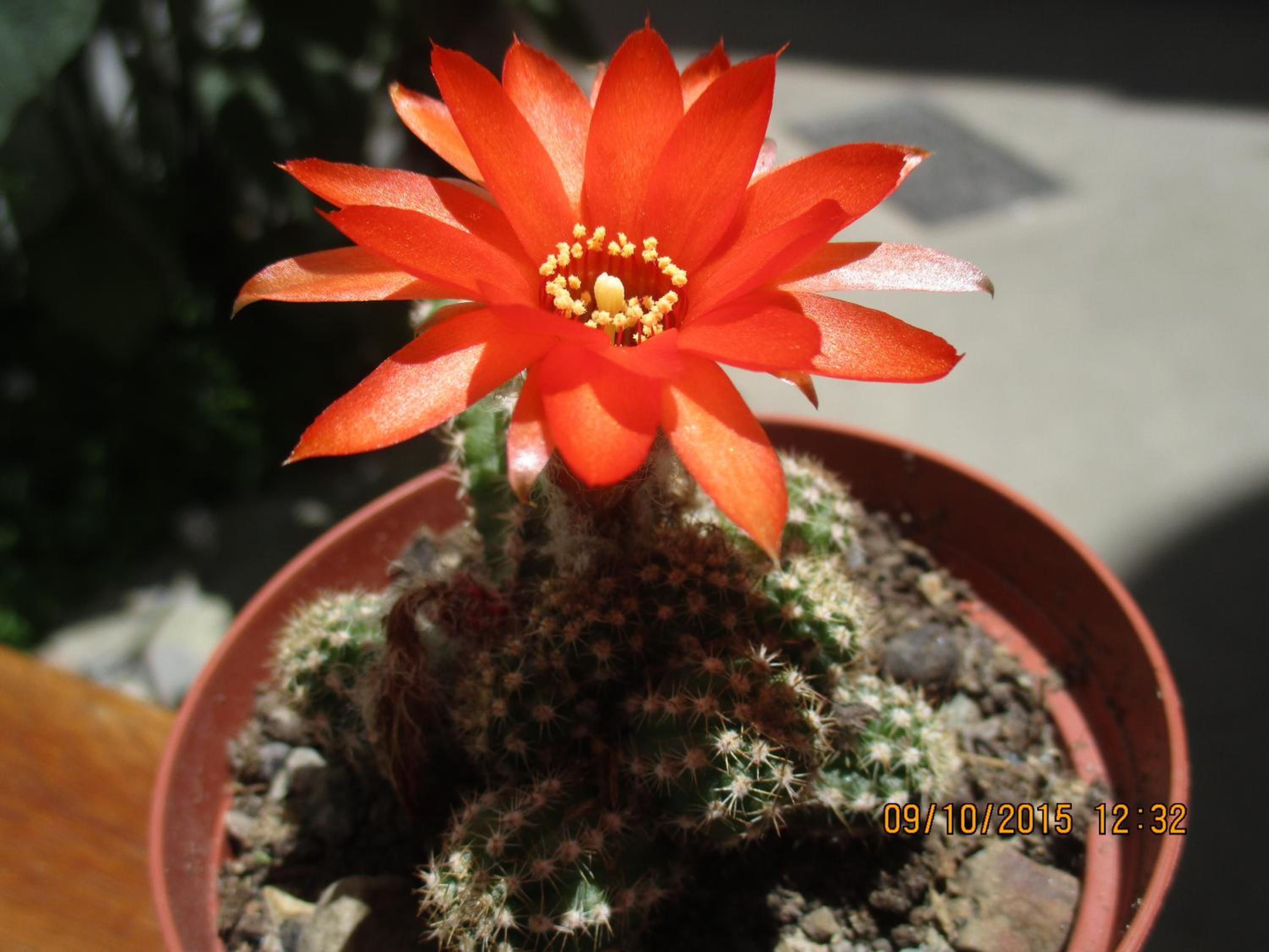 Photo 45