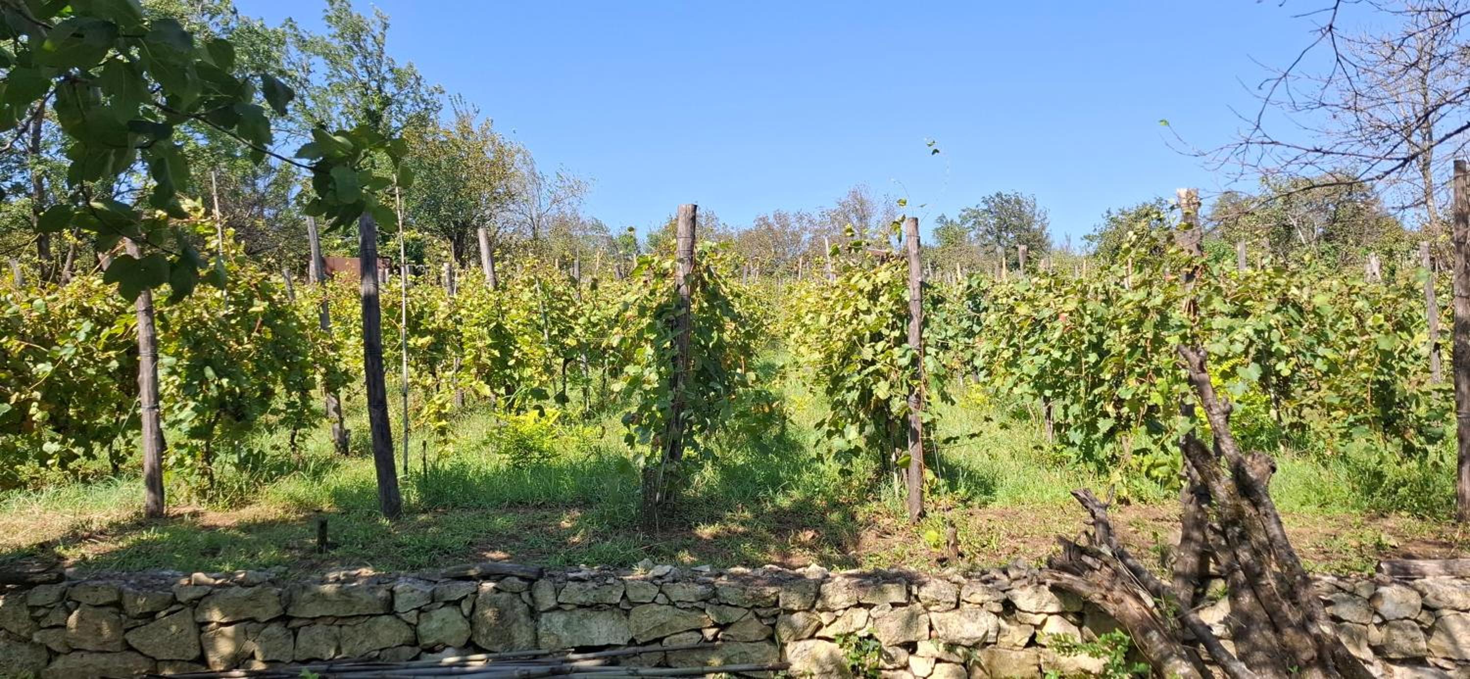 Kutaisi Countryside Guesthouse and Winery