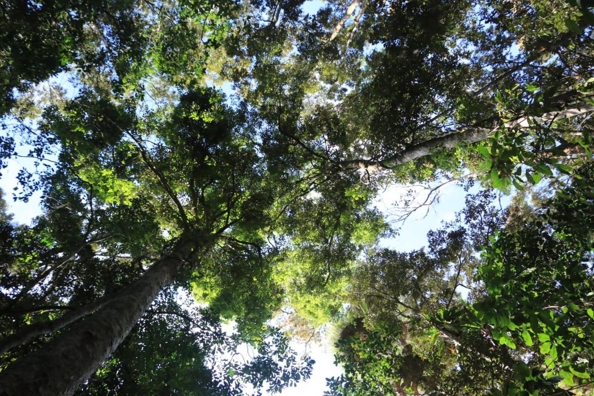 Figtree Getaway
