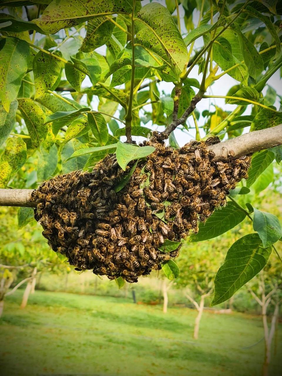 Biona Farm