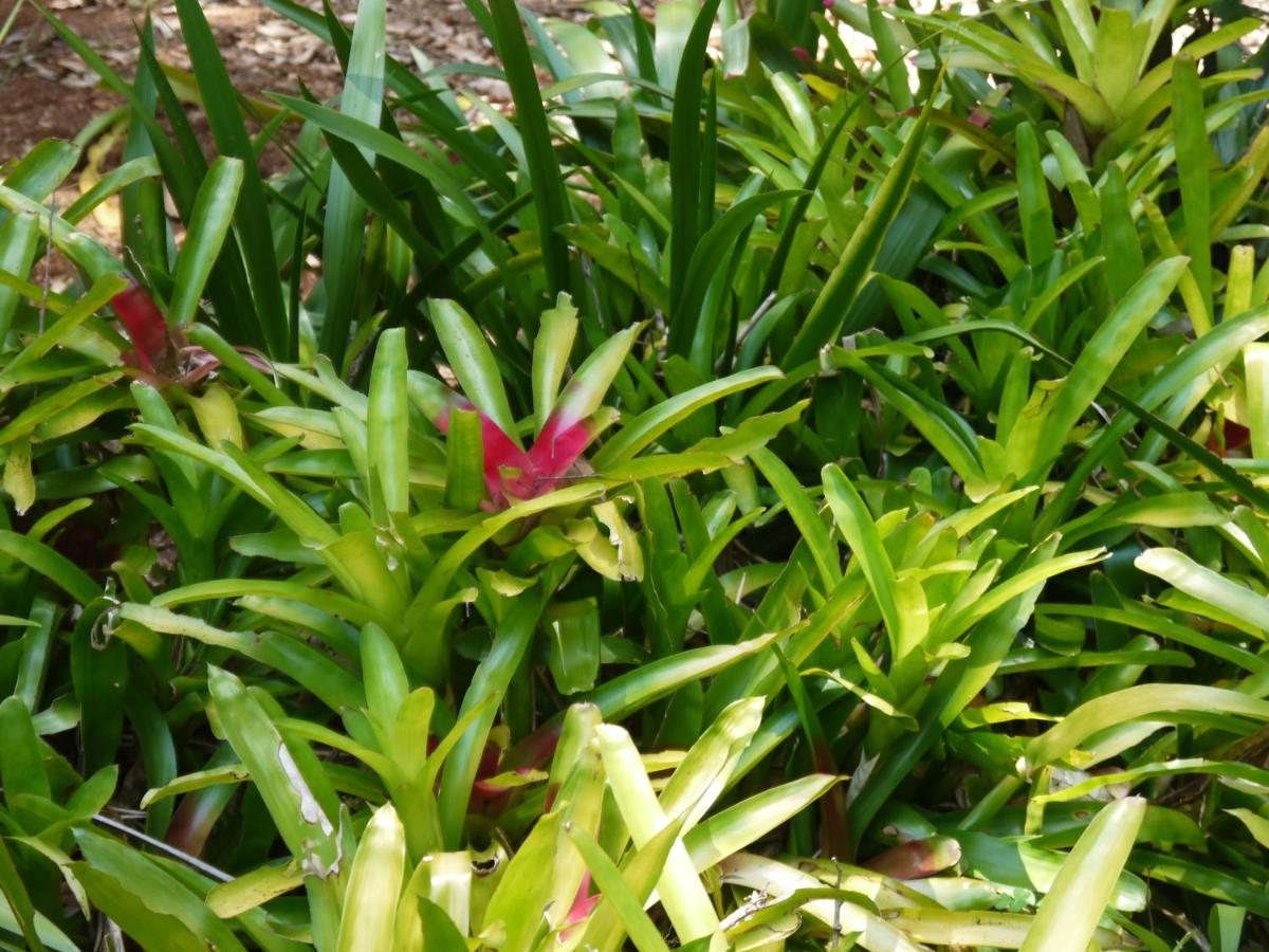 Figtree Getaway