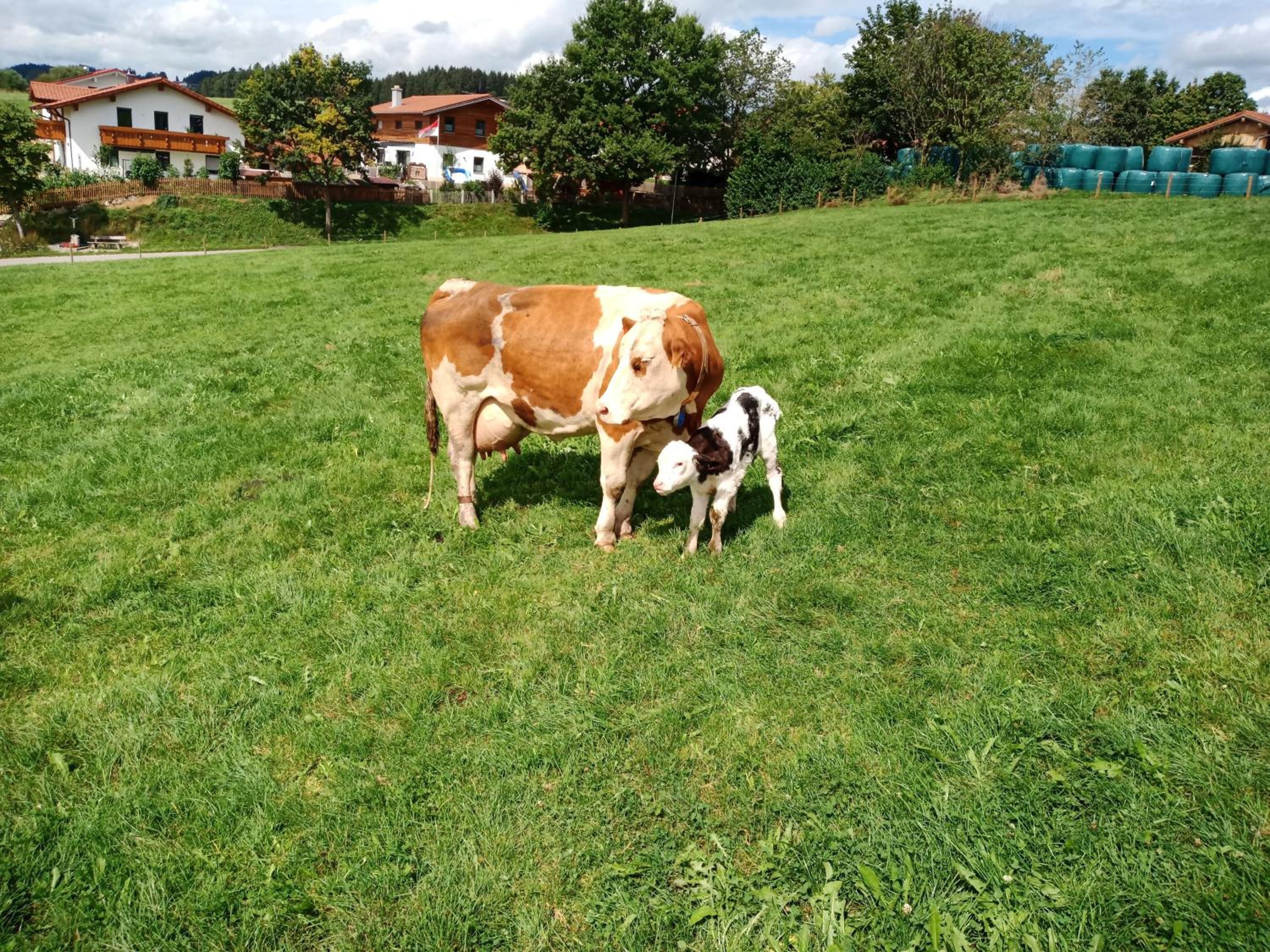Bio-Ferienhof Köpf