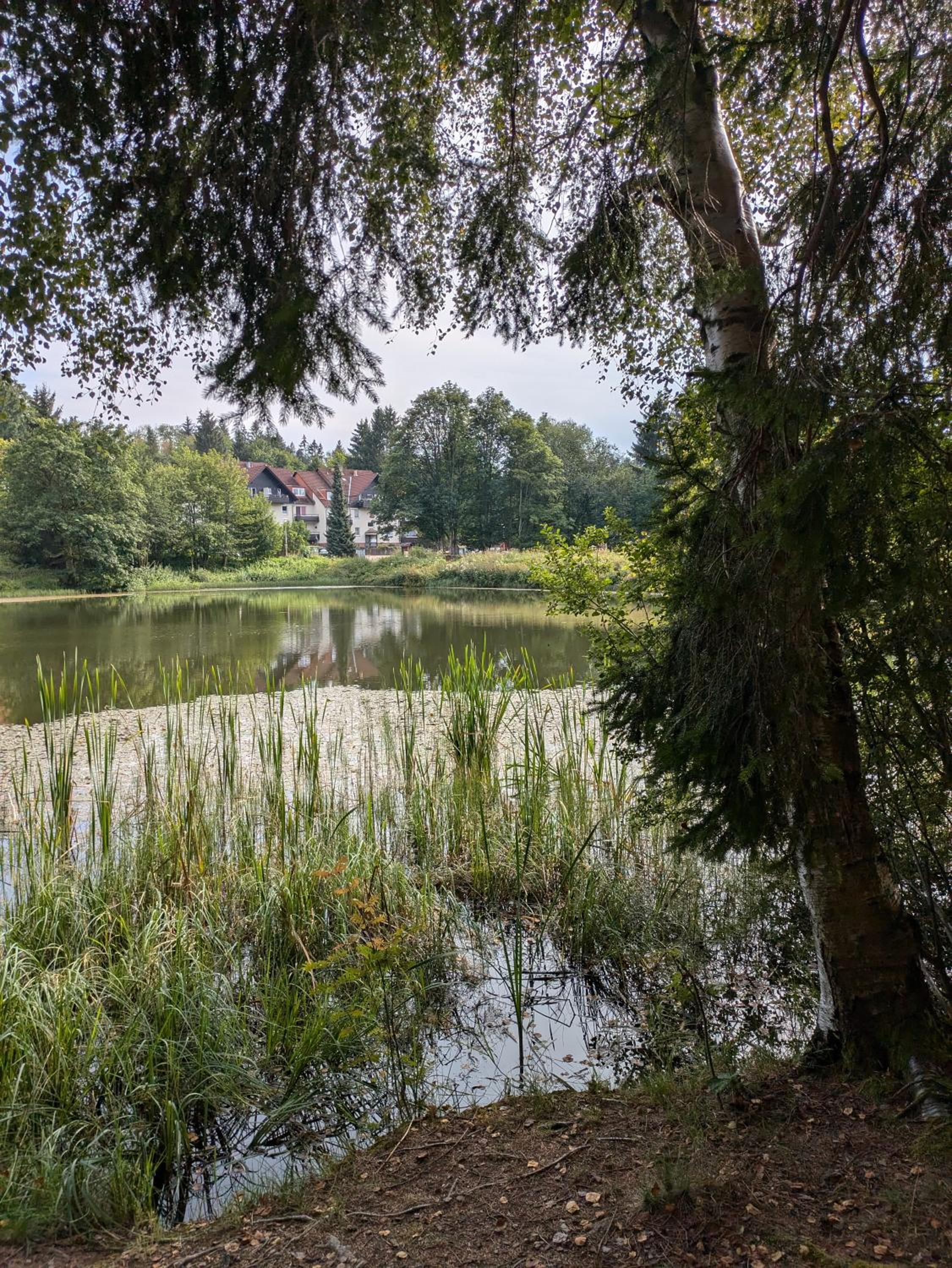 FeWo Waldseeblick Hahnenklee