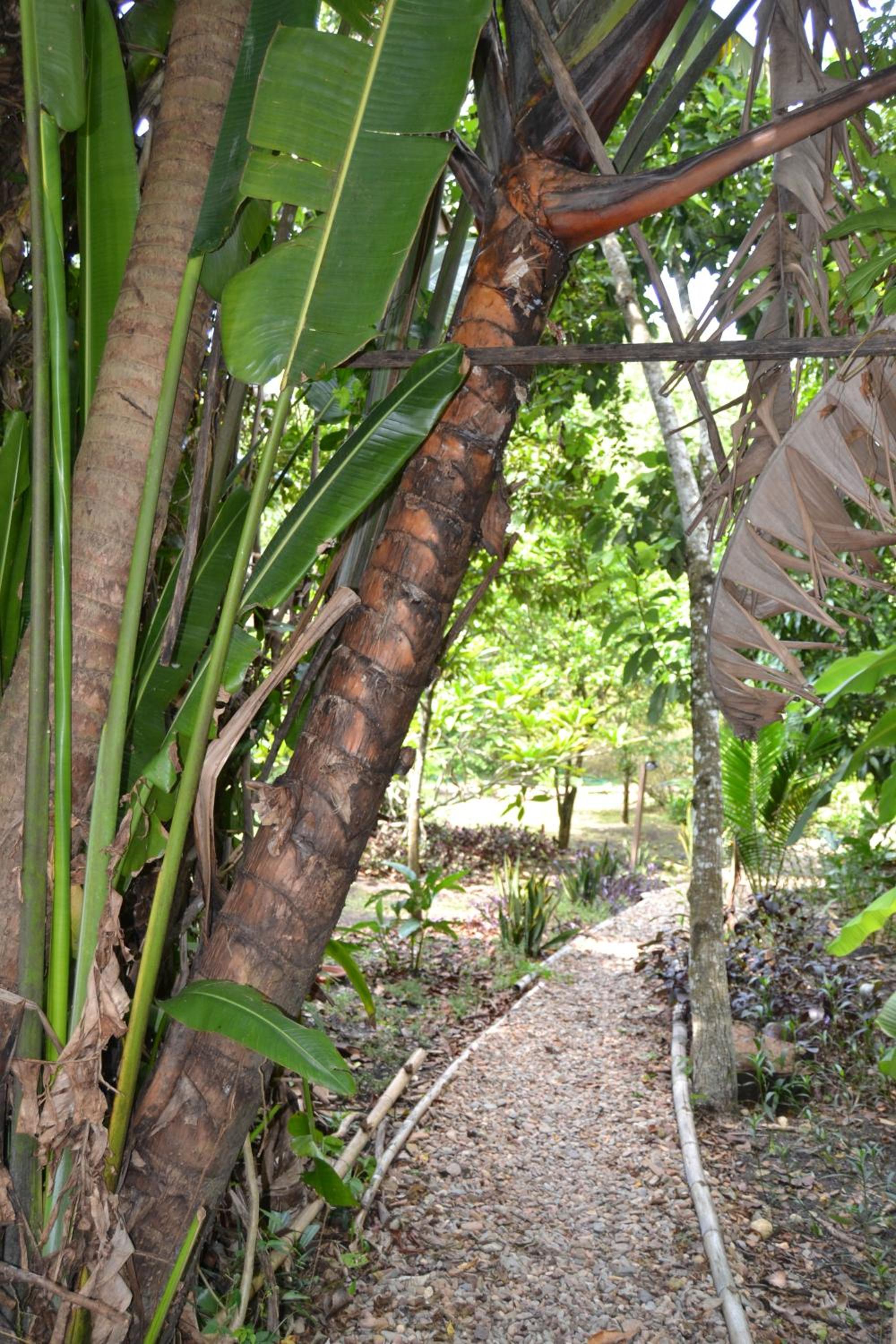 Licensed 2 bedroom cabin Close to San Ignacio, local dining, and adventure tours