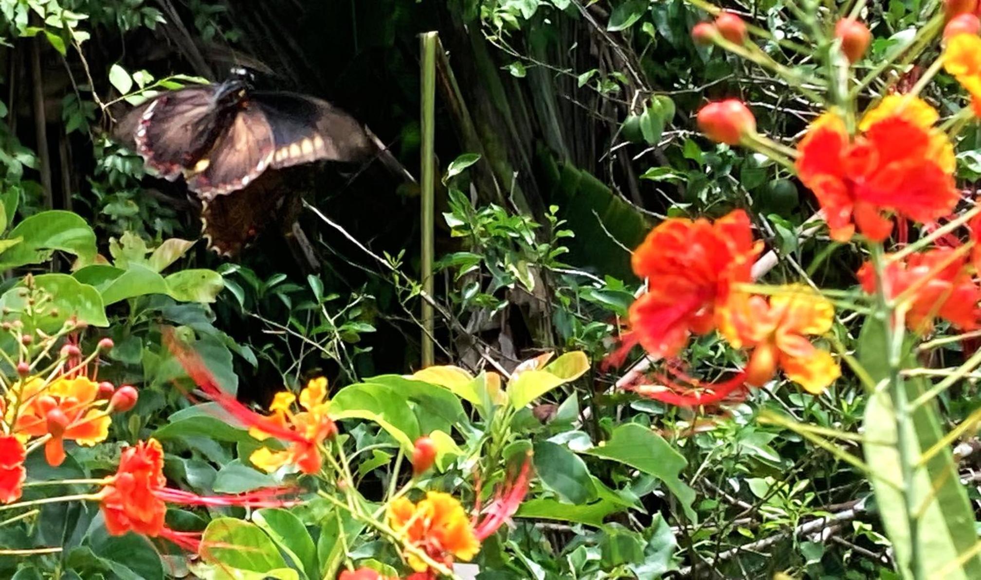 Tree Top Tropical Oasis in San Ignacio - Your Home Away from Home in The Trees