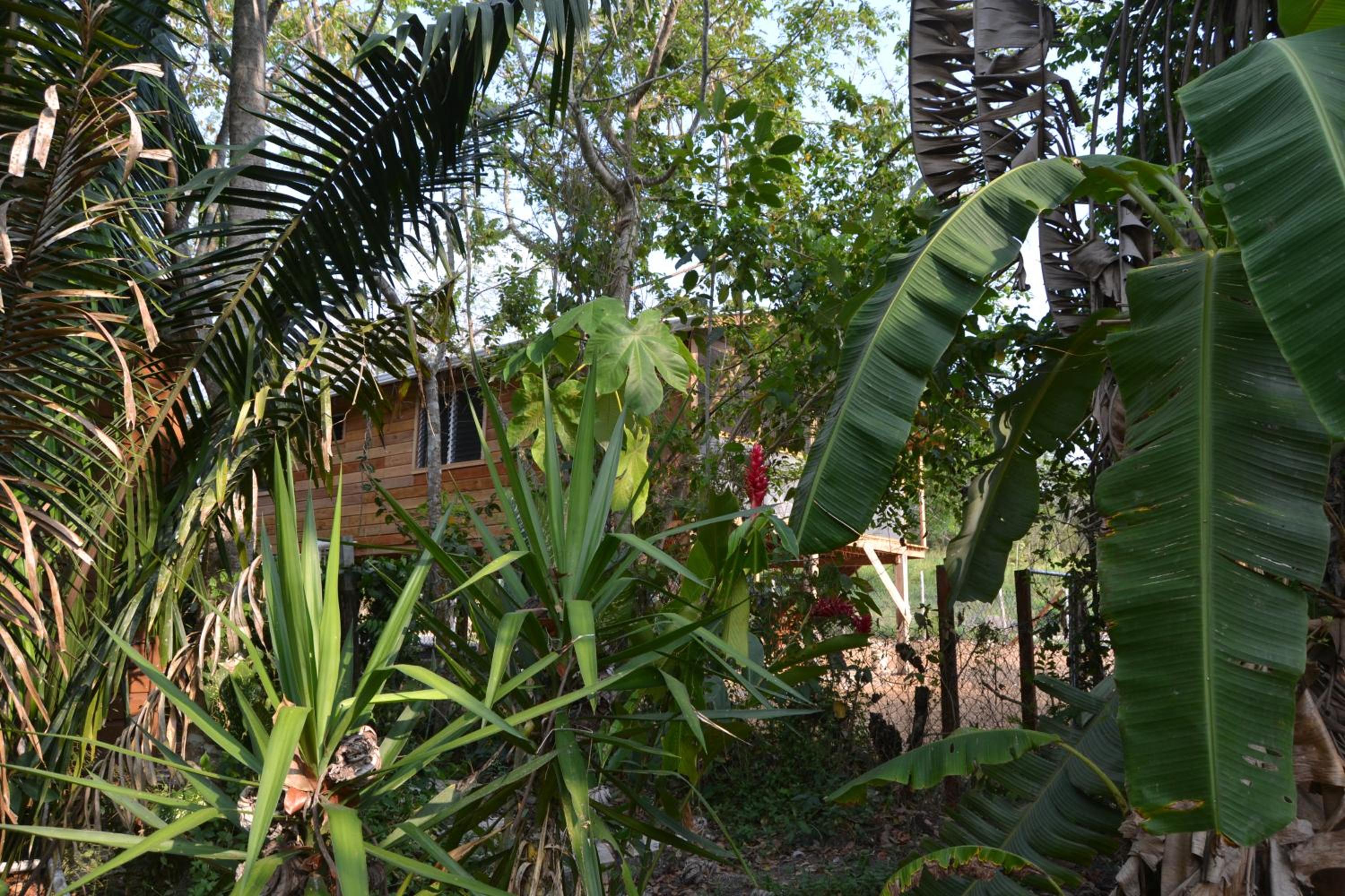 2BR Treetop Cottage Tropical Adventure, Maya Ruins San Ignacio Center Nearby