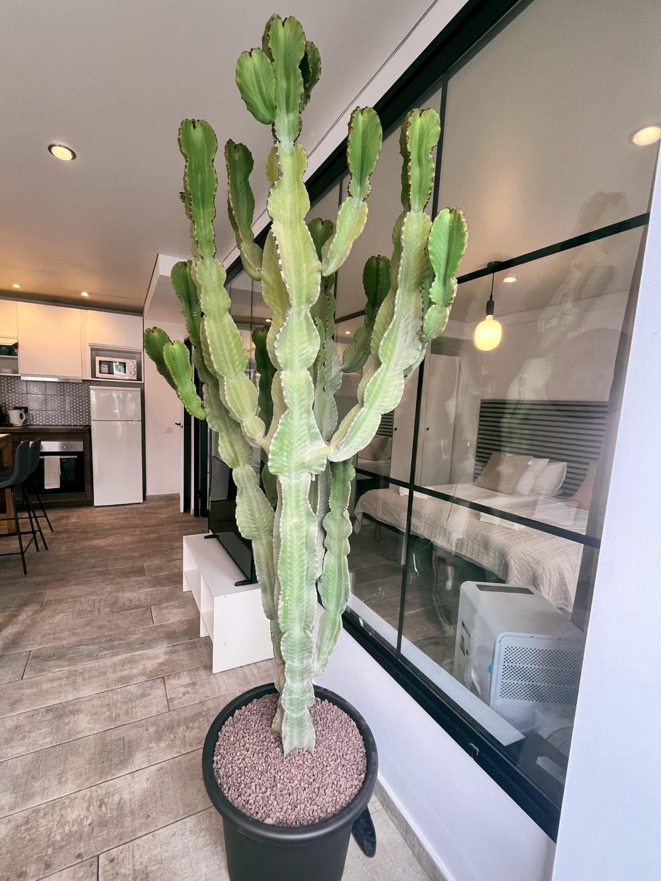 Cactus Apartment
