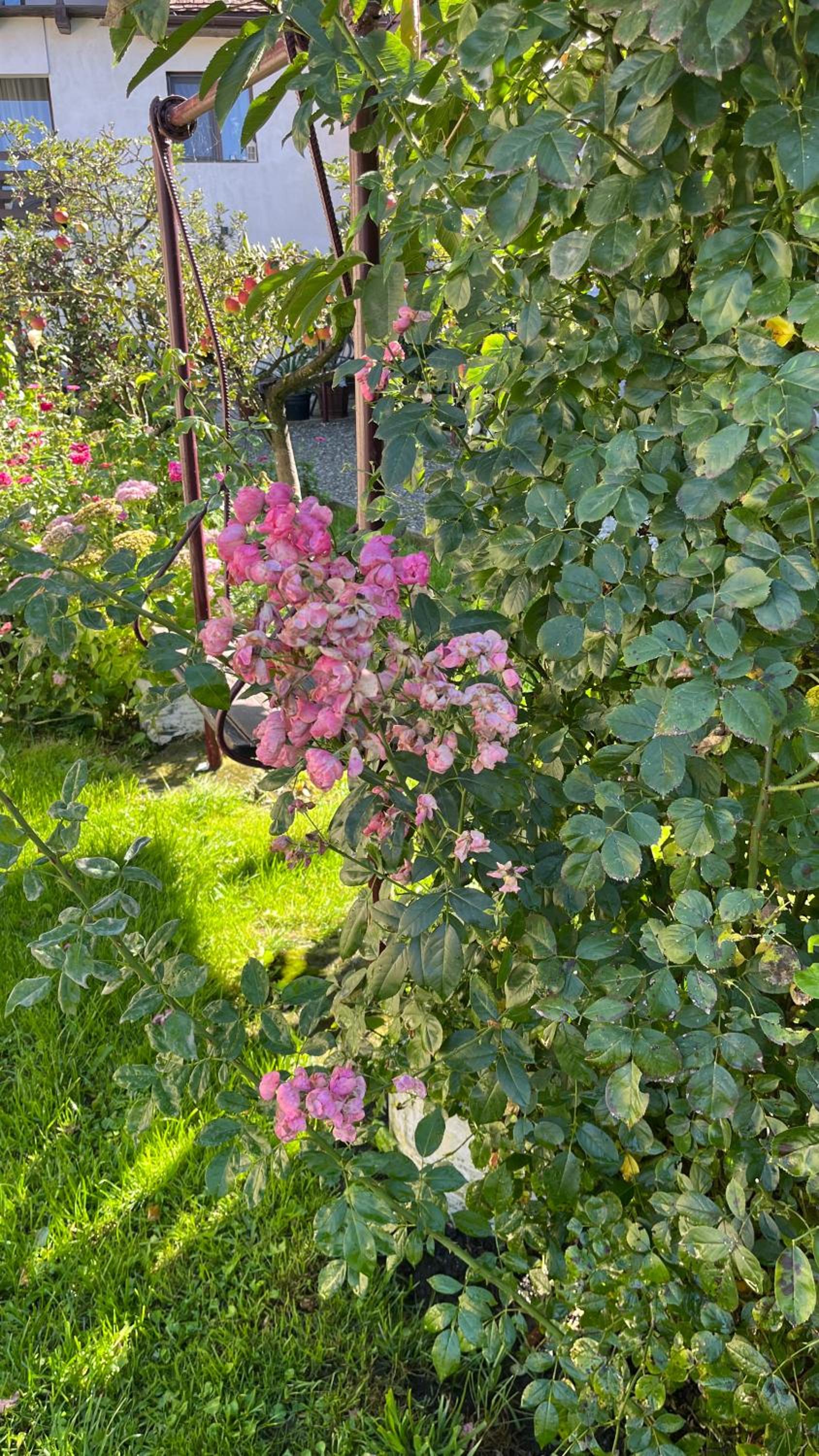 Photo 27