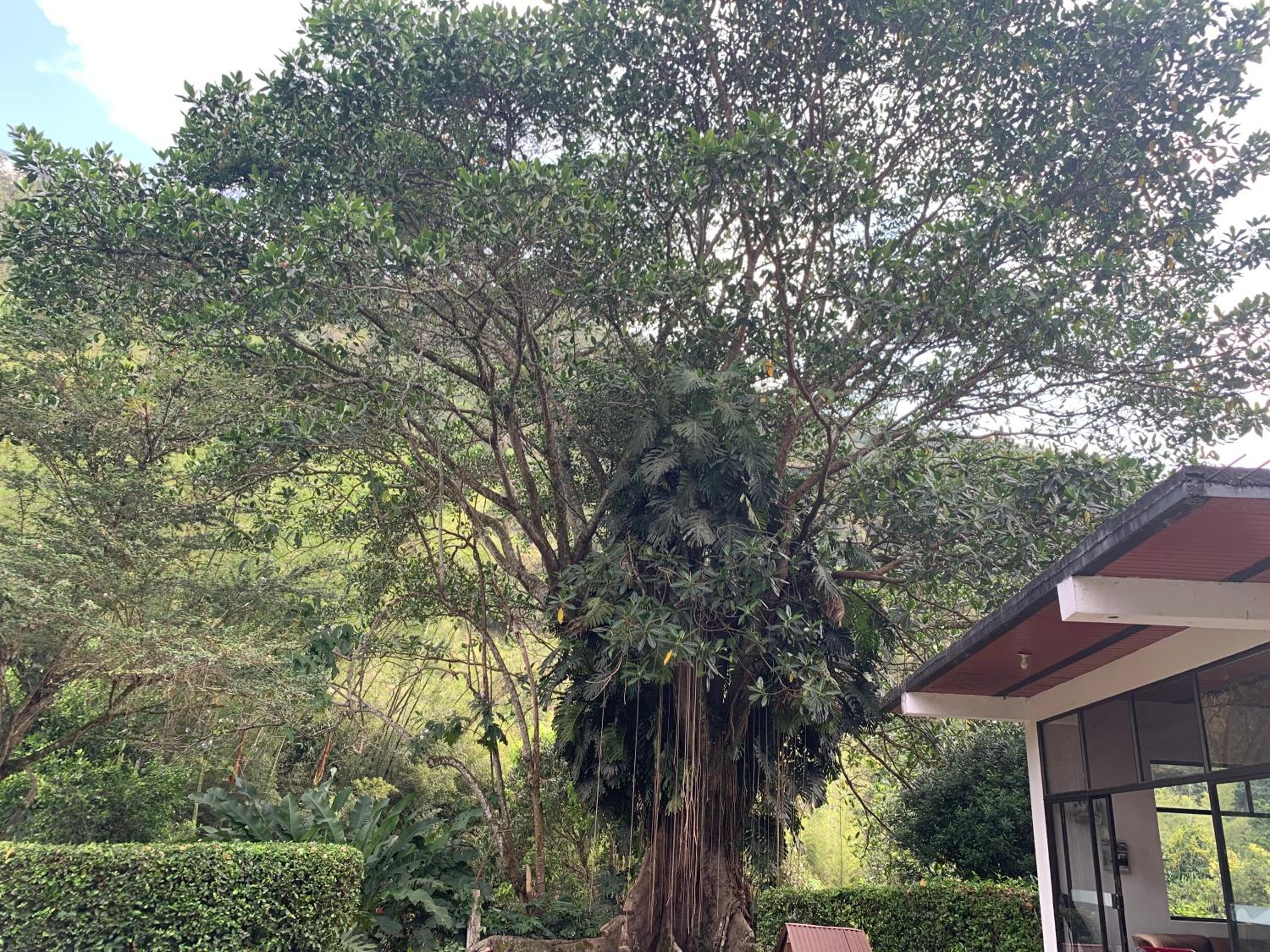 Finca Calandaima casa-cabaña independiente un lugar mágico