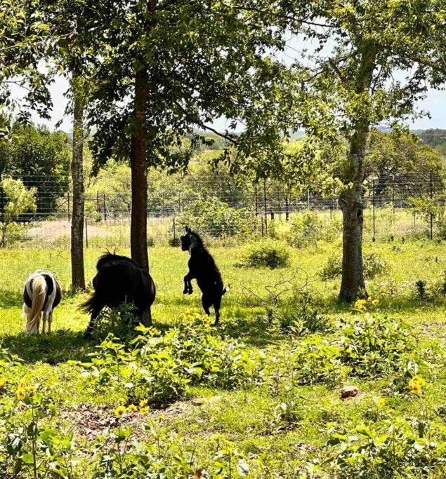 Guest, Vineyard, Longhorn & Ranch House at The Sanctuary