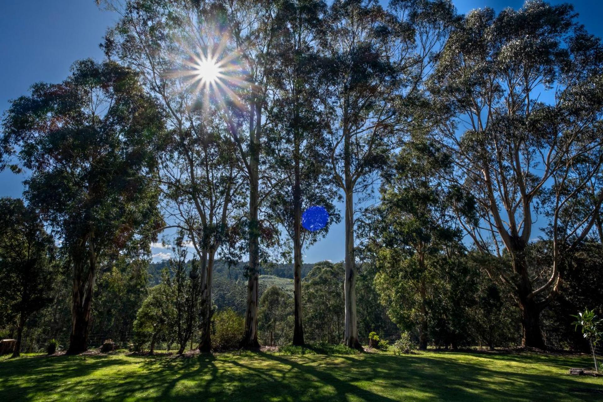 Otway Valley Lodge - koalas in the garden, wood fired hot tub