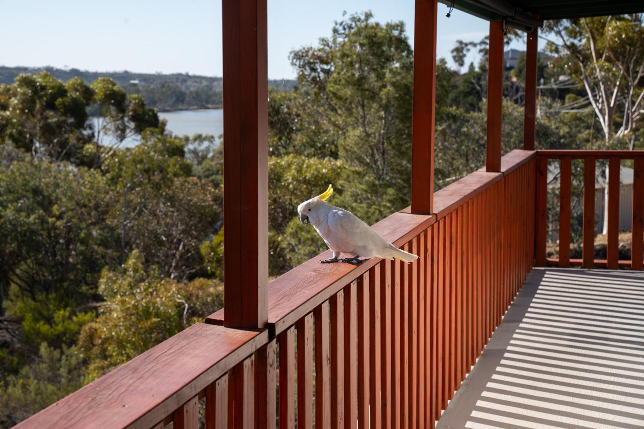 'The Lookout' - Nildottie