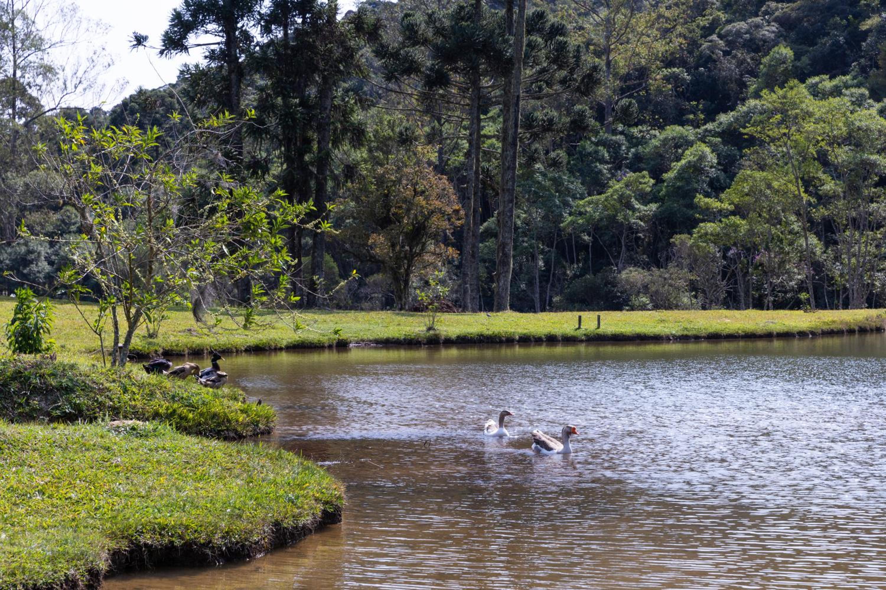 Natureza, Piscina, Churrasqueira |Brazilian Corner