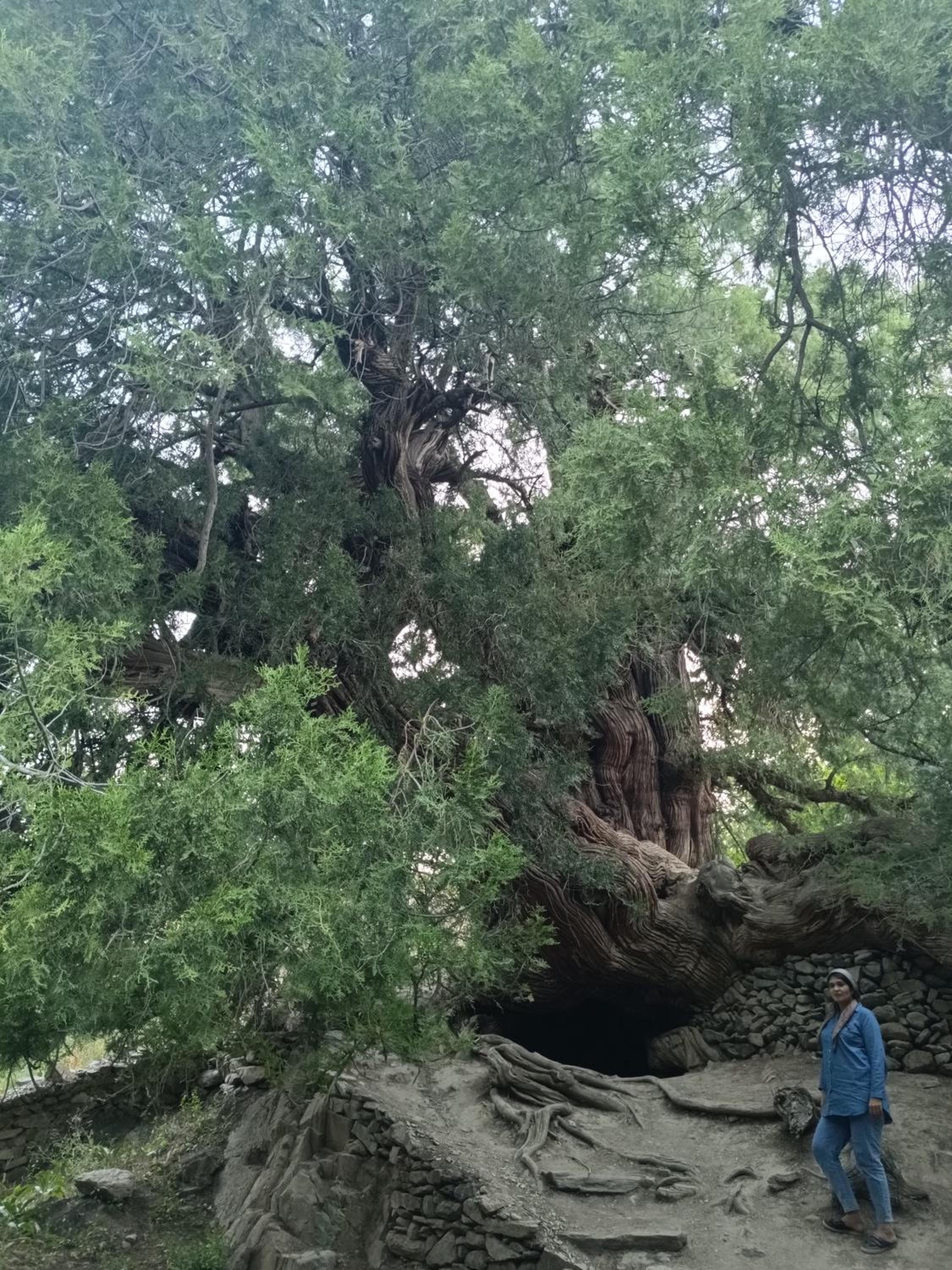 Xarsangi kalon