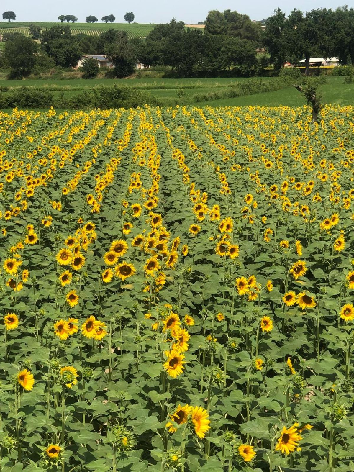 Agriturismo Il Mulino del Vescovo