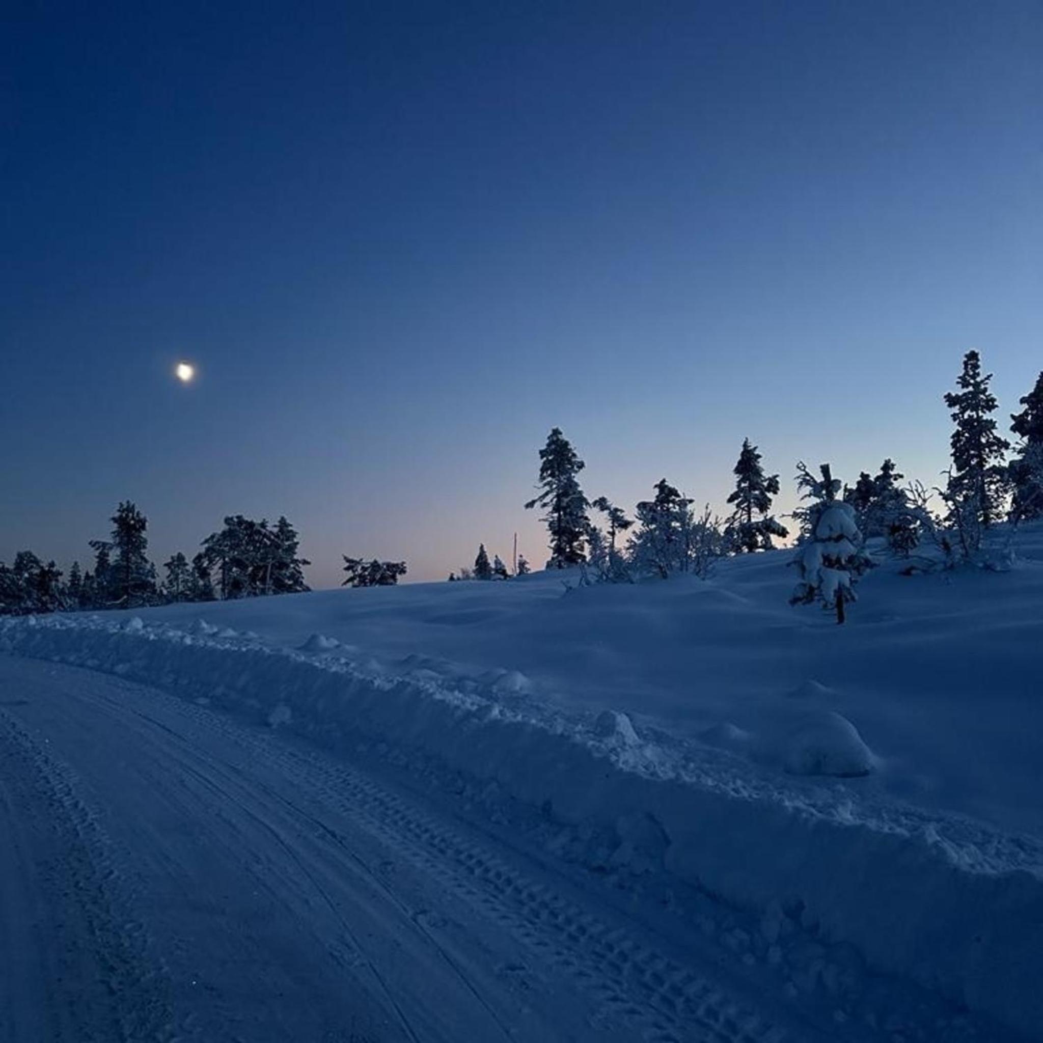 Fjellspurven