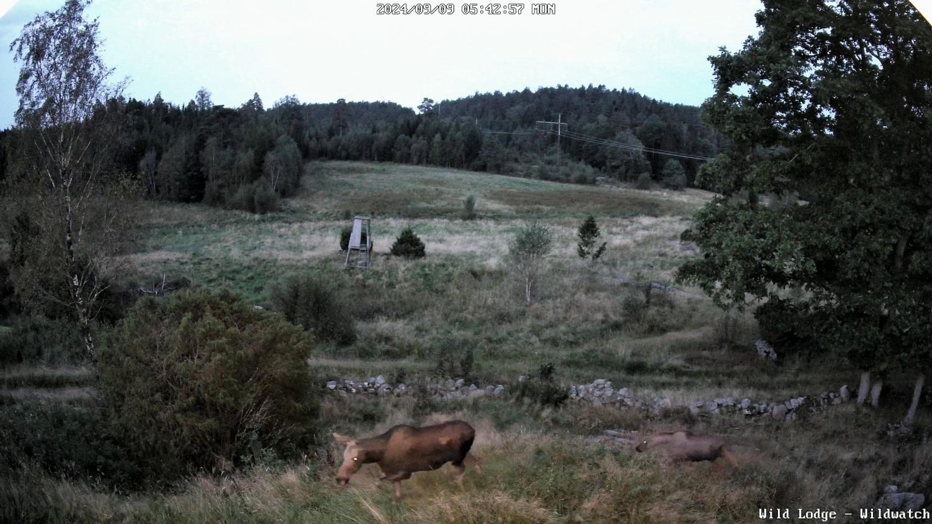 Wild Lodge