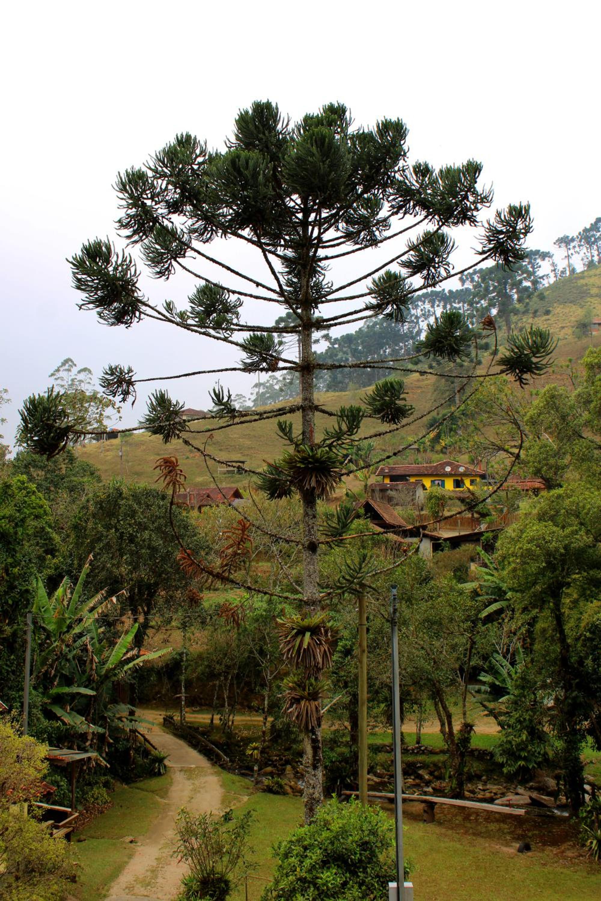 Chalés Truta Da Floresta