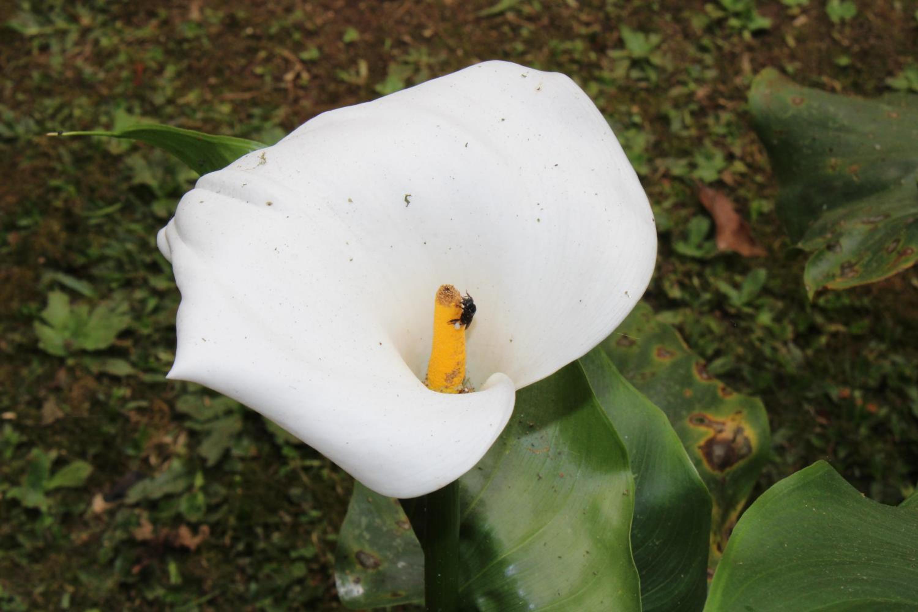 Chalés Truta Da Floresta