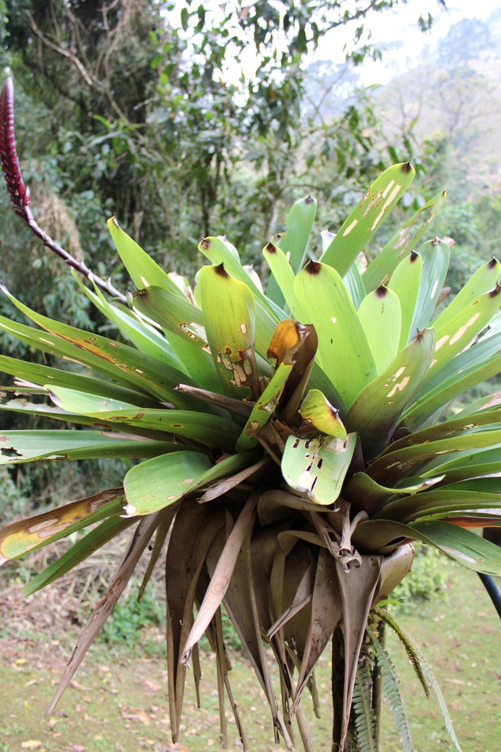 Chalés Truta Da Floresta