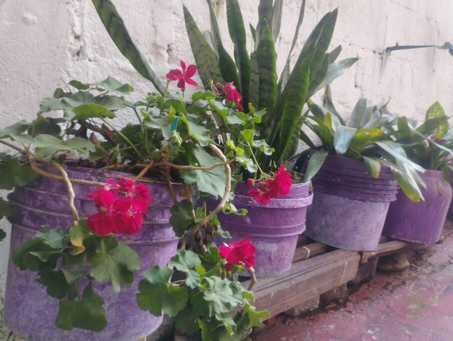 El hermoso rincón de Edith