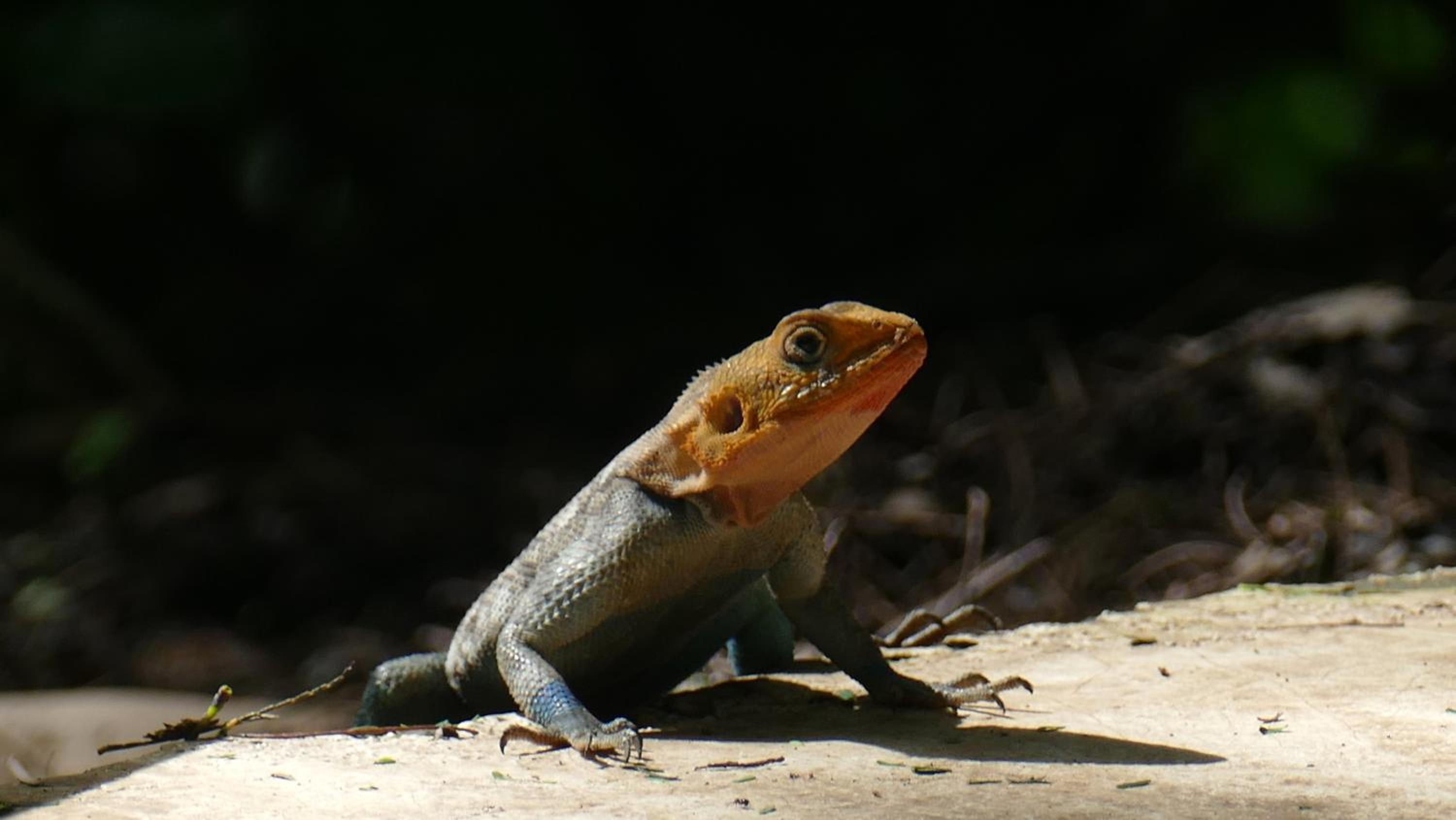 Photo 42