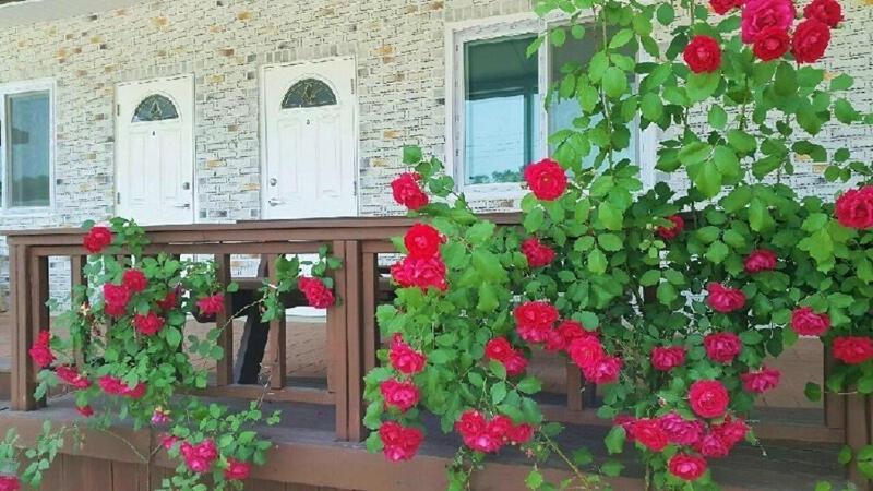 Nonsan Wild Flower Pension, photo 14