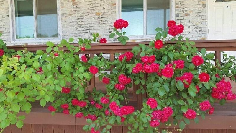 Nonsan Wild Flower Pension, photo 13
