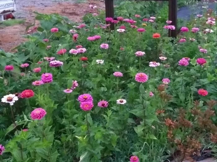 Nonsan Wild Flower Pension