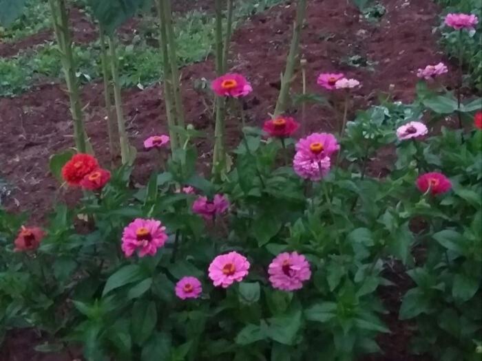 Nonsan Wild Flower Pension, photo 12