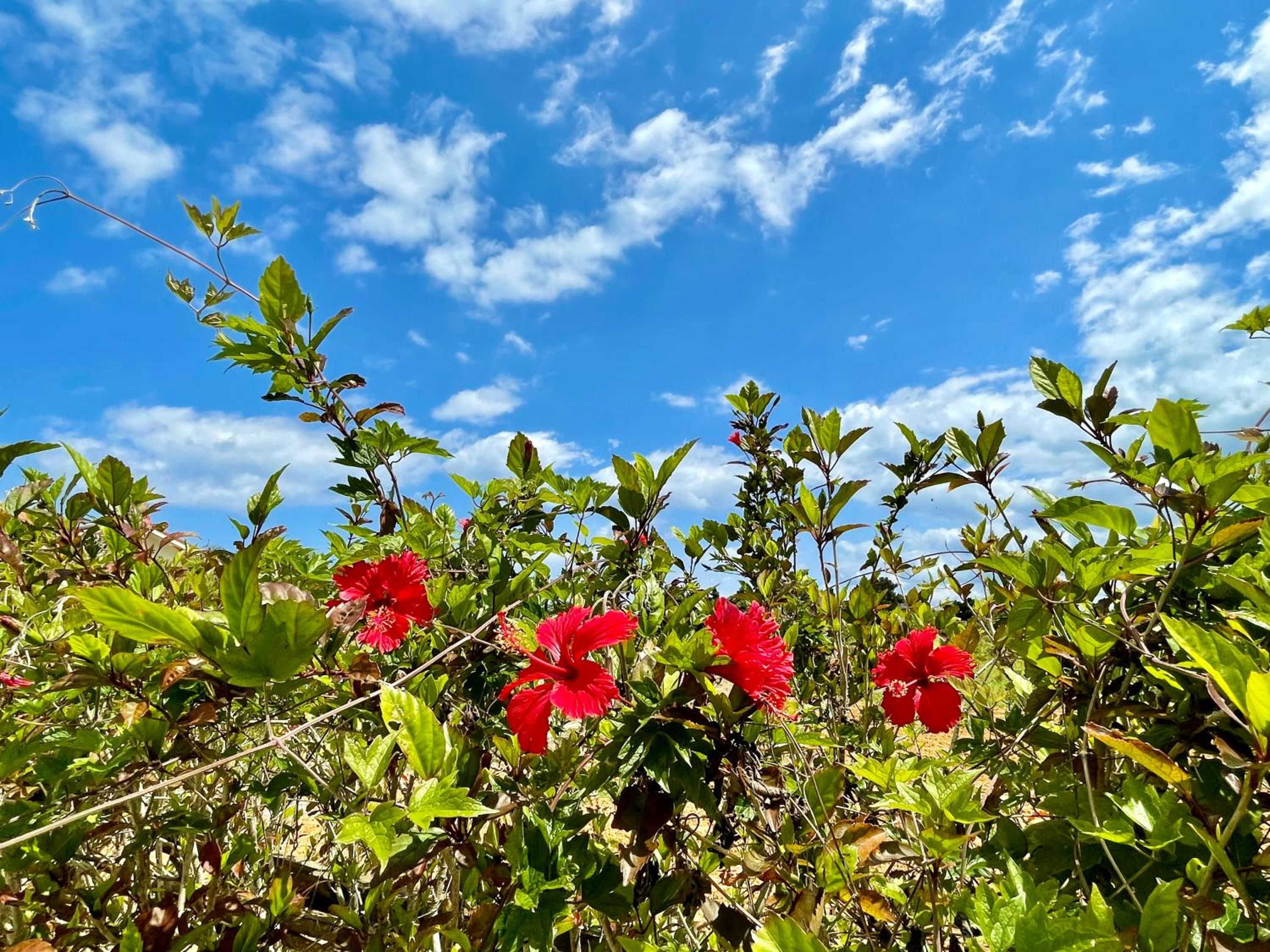 RB Villa Sumuide Okinawa view 2