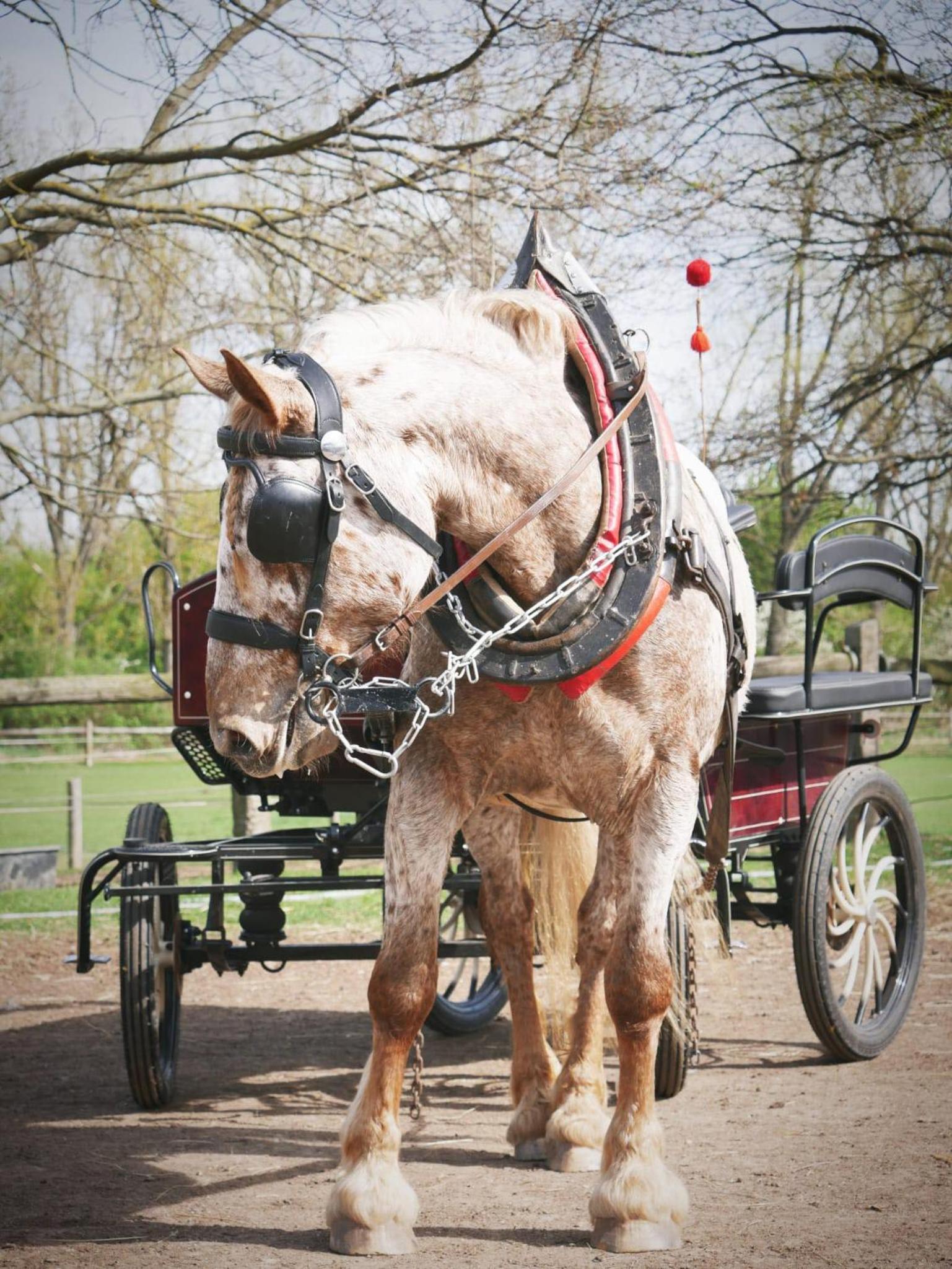 Penzion Horse Farm Lechovice