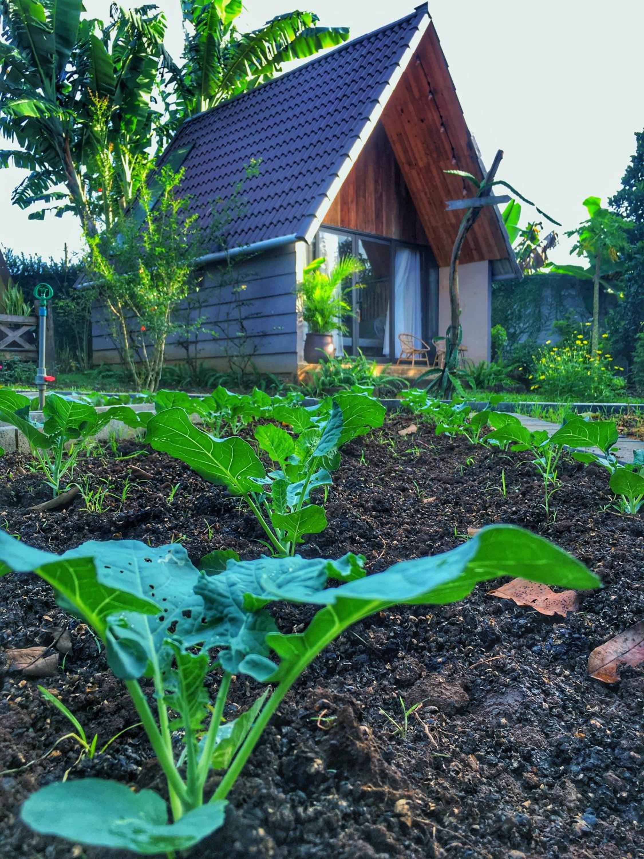 Buon'S garden