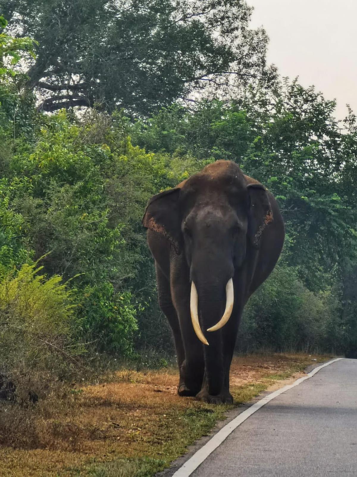 Block 5 Safari Lodge - Yala National Park view 4