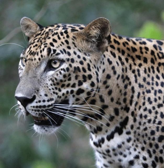 Block 5 Safari Lodge - Yala National Park view 5