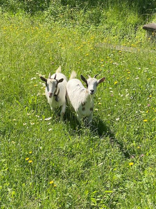 Cascina Vassalo Ceva