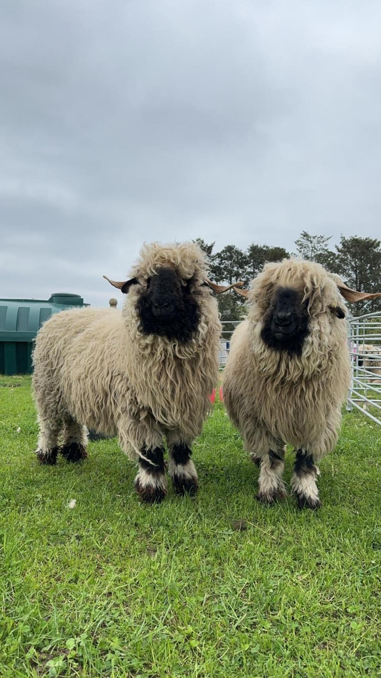 Glampods Glamping Pod - meet Highland Cows and Sheep Elgin view 2