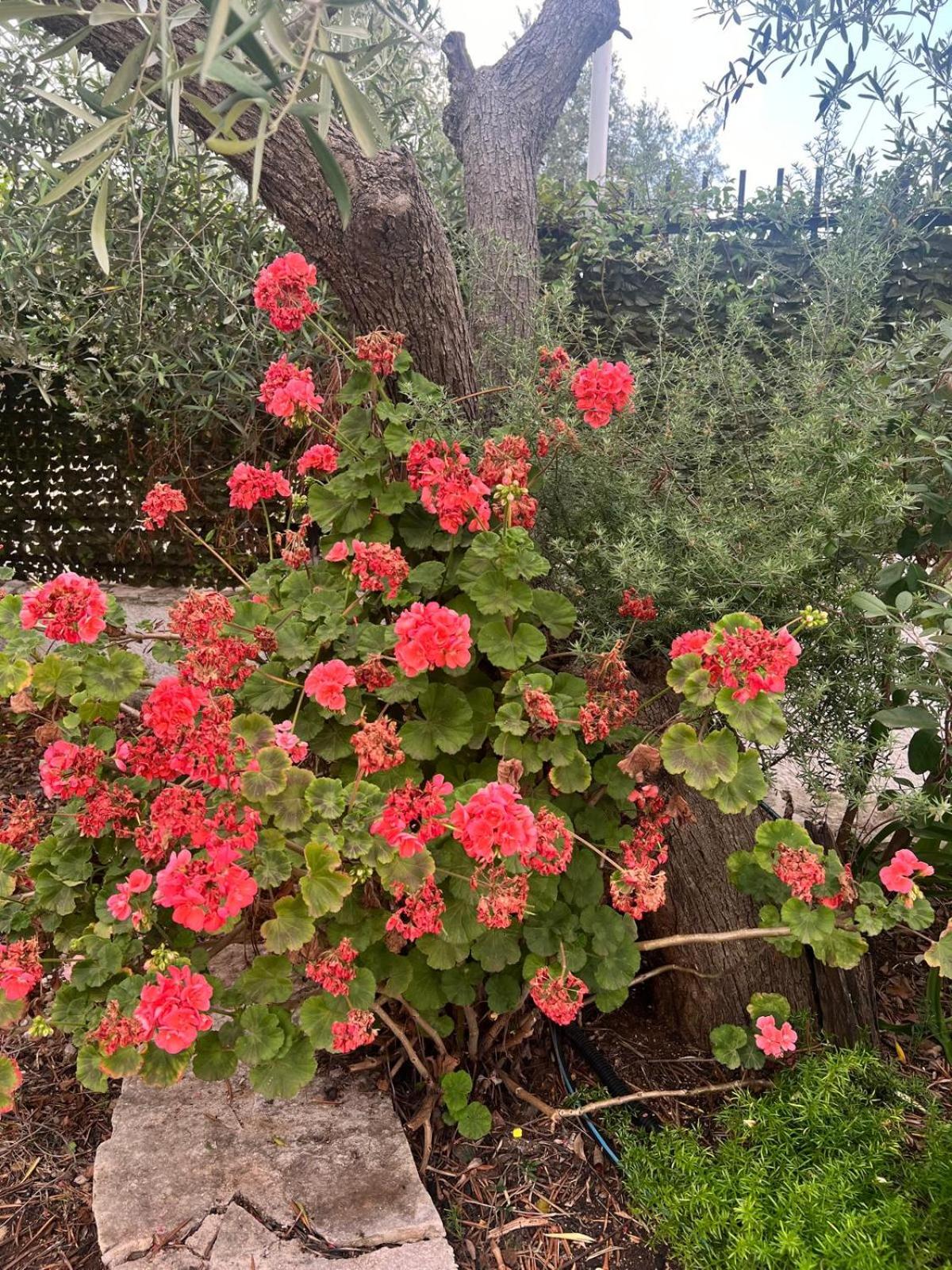 Photo 32