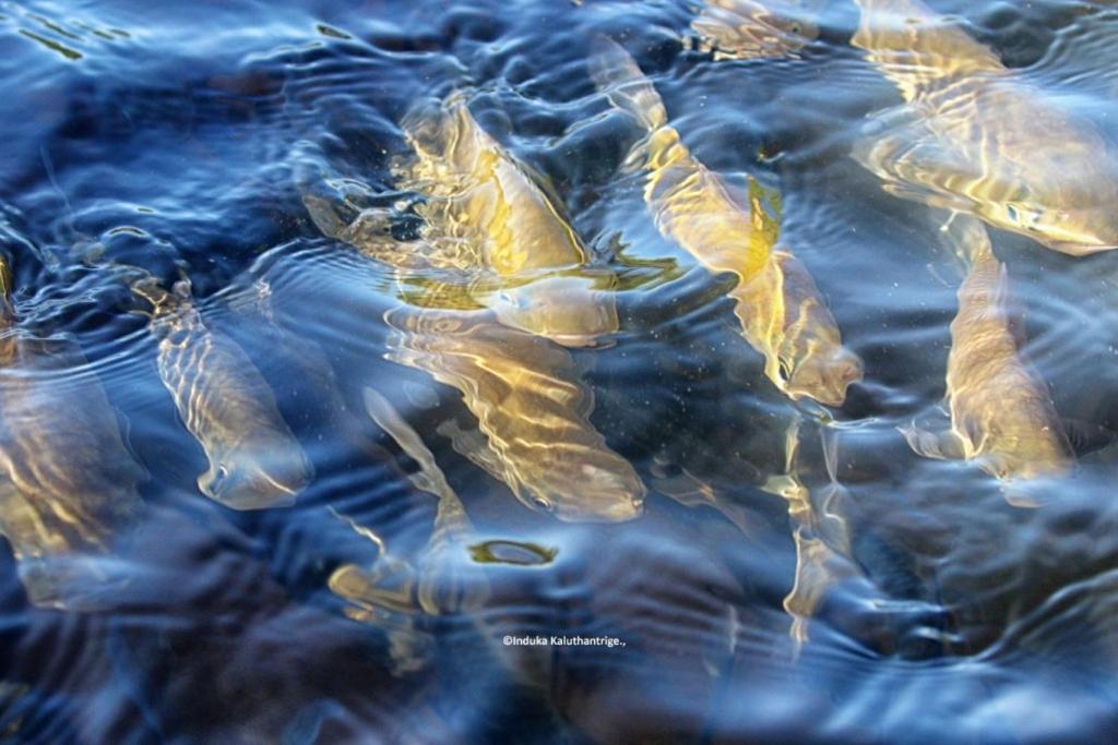Photo 44