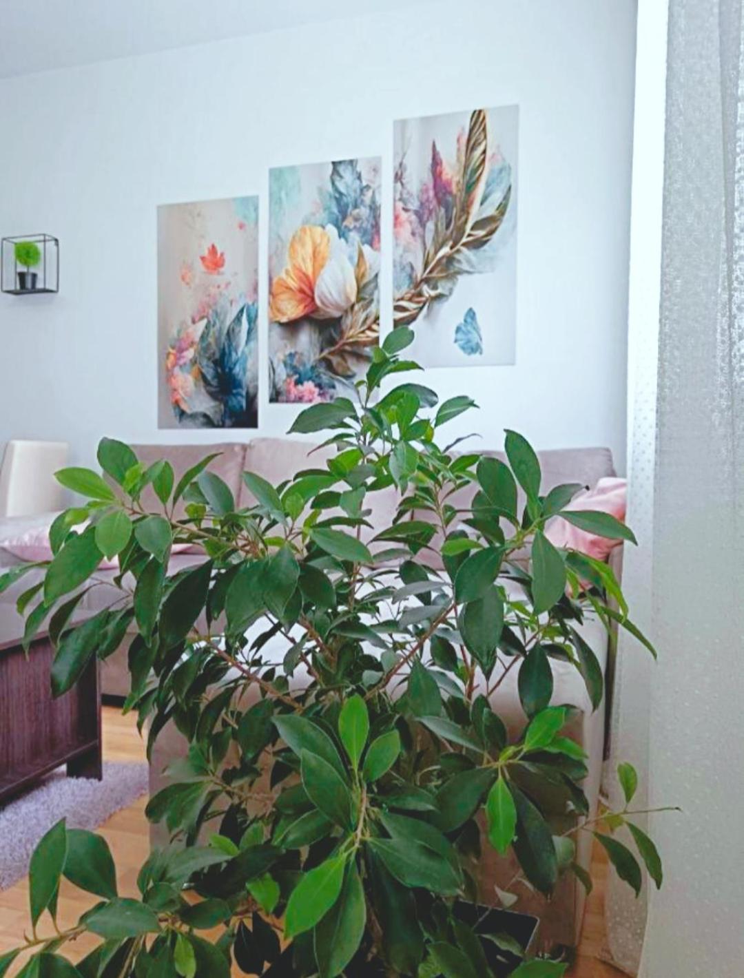 Alacaster G apartman FREE PARKING