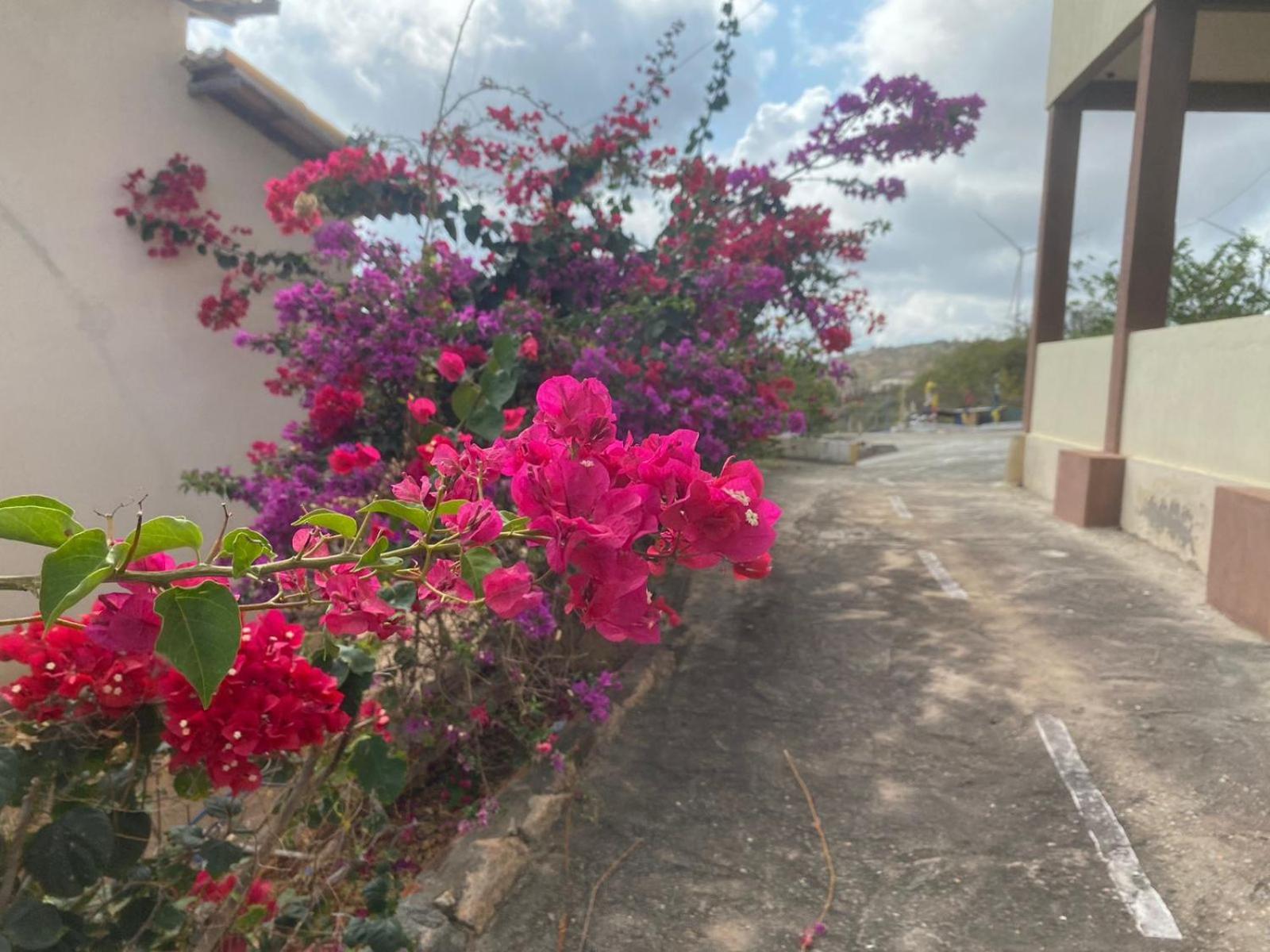 Encanto dos Pássaros